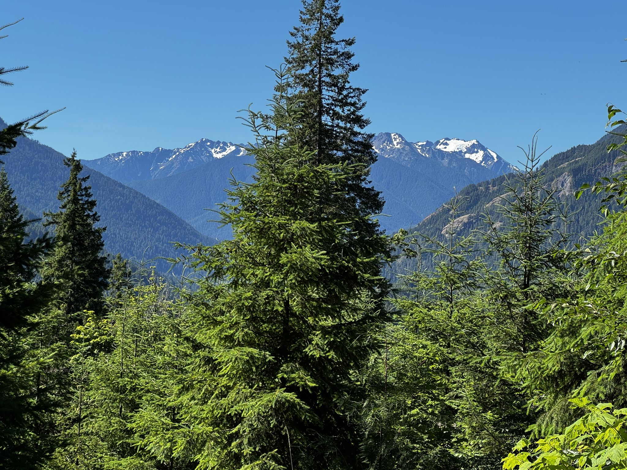Tall evergreen trees frame snow-capped mountains under a clear blue sky. - Gravel loop from Elwha Wildlife Area