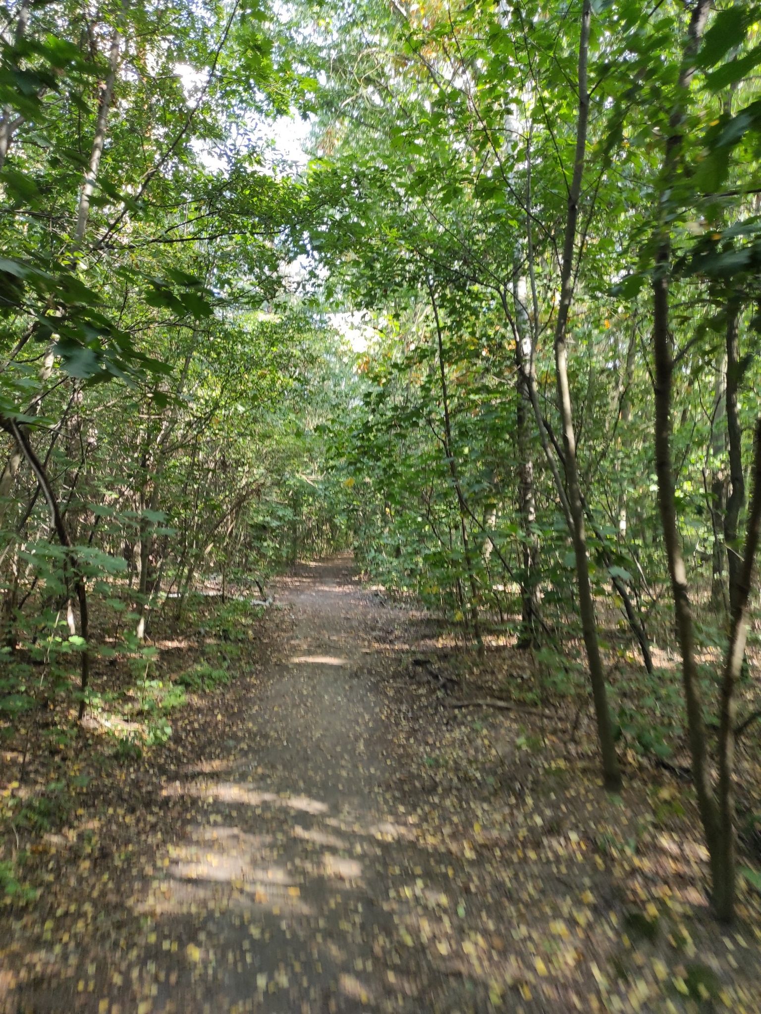forrest road