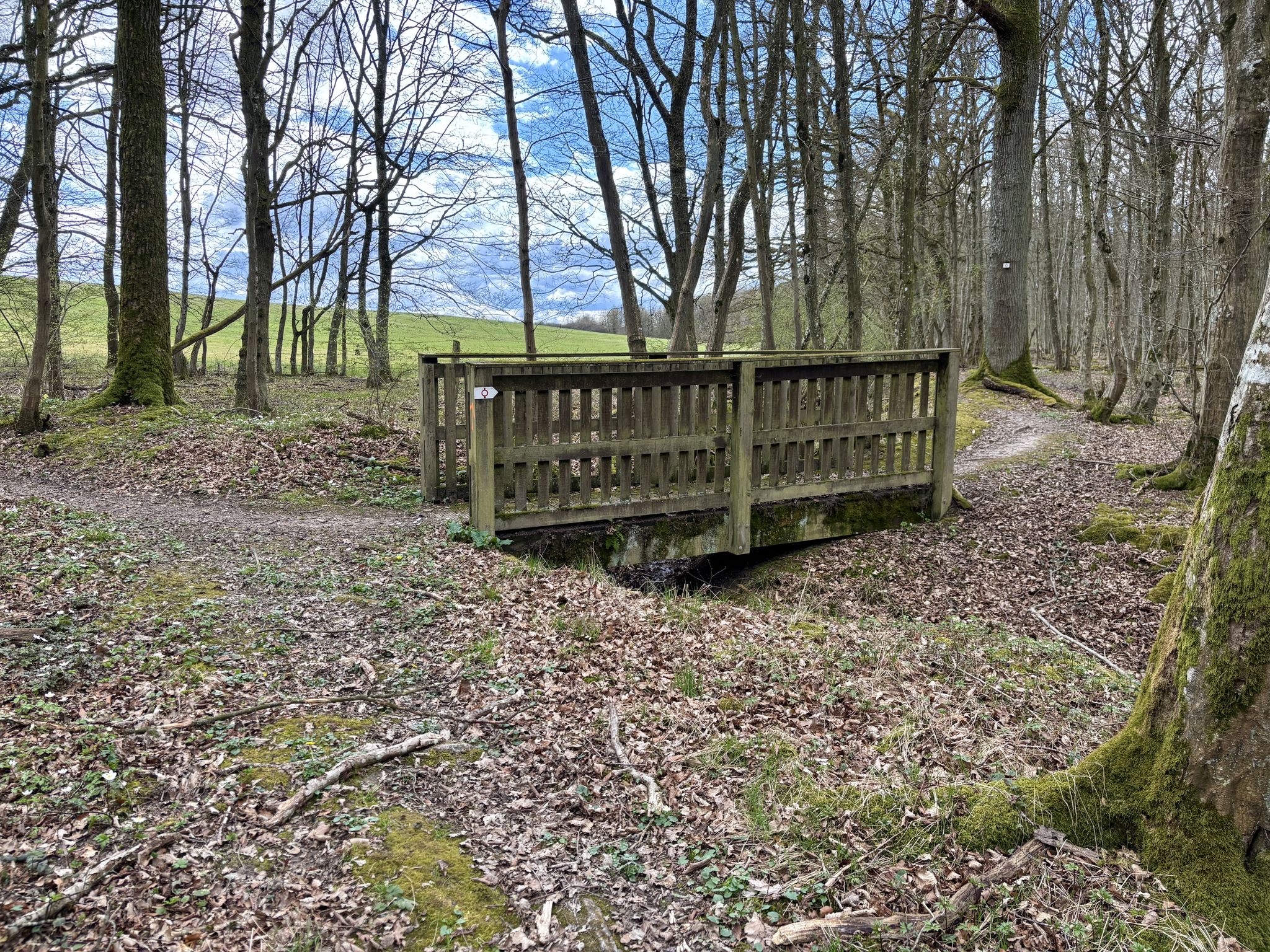 Pont dans le bois