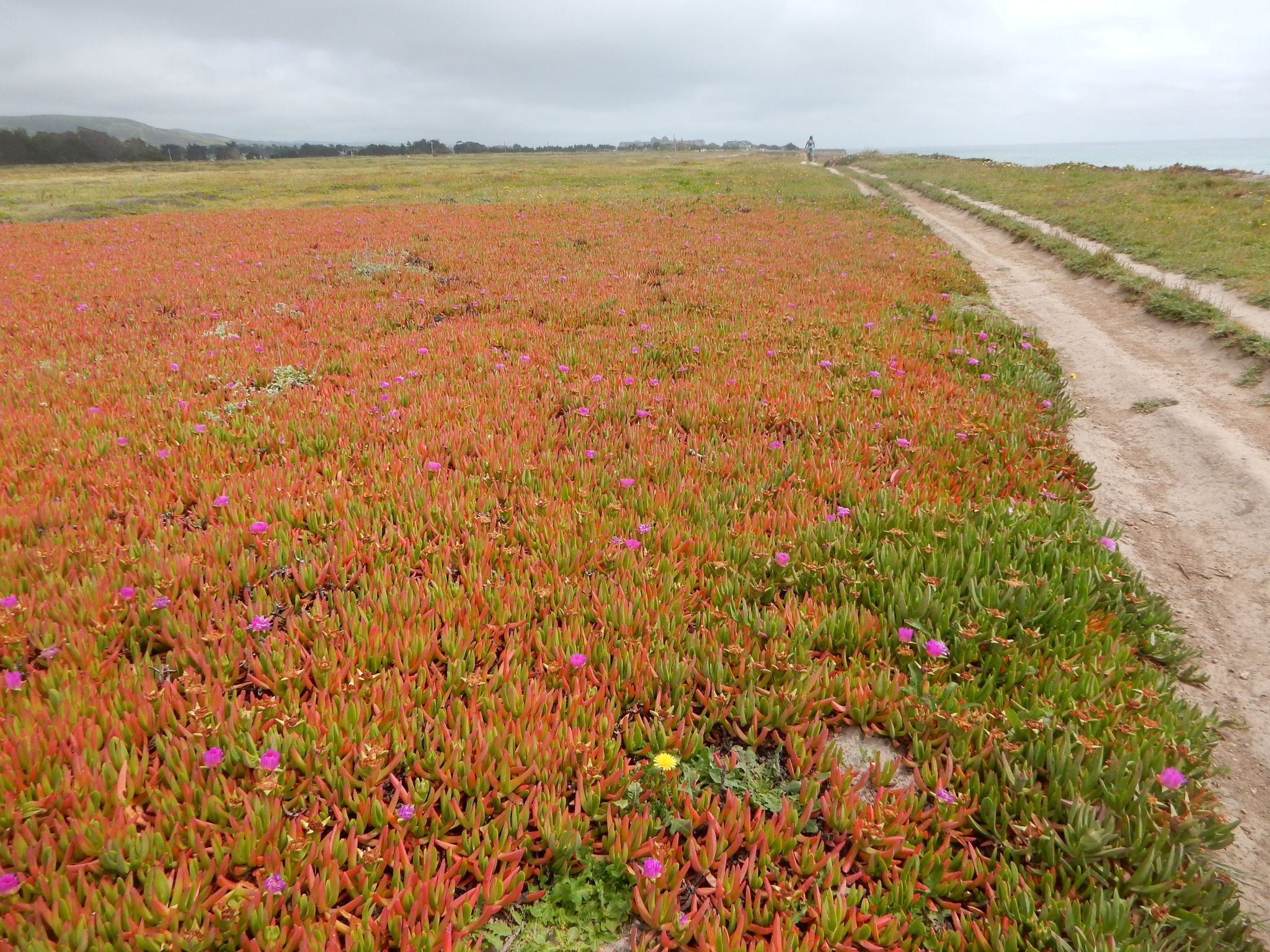 Overcast view of a dirt path next to a field of red and green groundcover. - Poplar Beach – Wavecrest Open Space Preserve loop from Half Moon Bay State Beach
