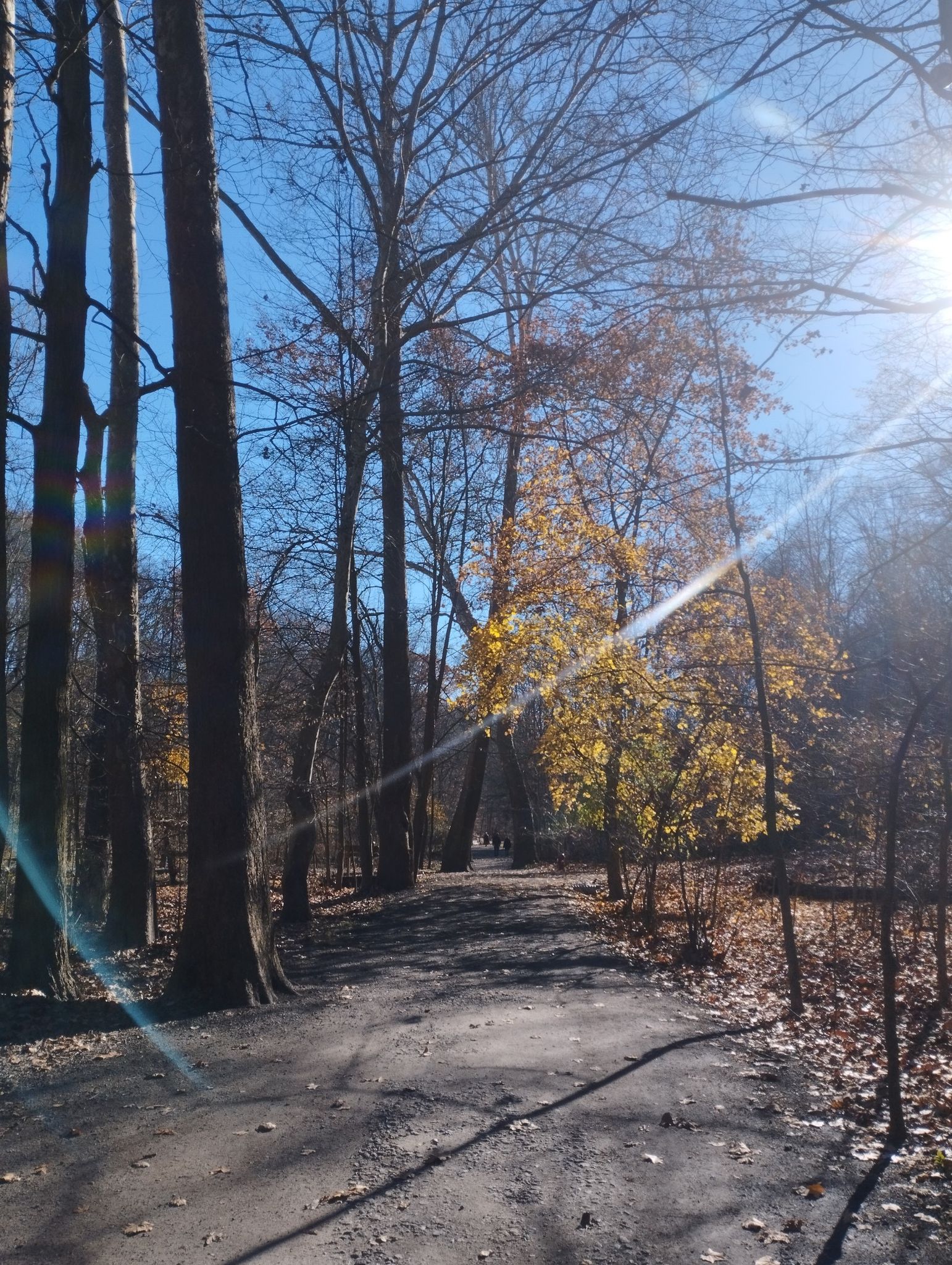 A sunlit dirt path winds through a forest with bare and yellow-leafed trees. - Frick Park Hiking Trail