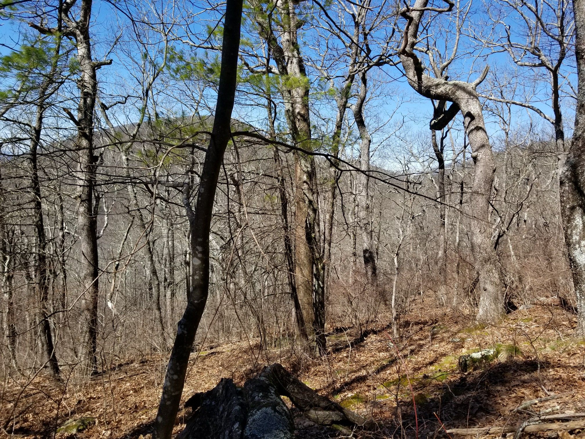 Bare forest trees on a hillside under a clear blue sky. - Gaddis Mountain – Turkey Stamp Ridge loop from Lake Winfield Scott Dam