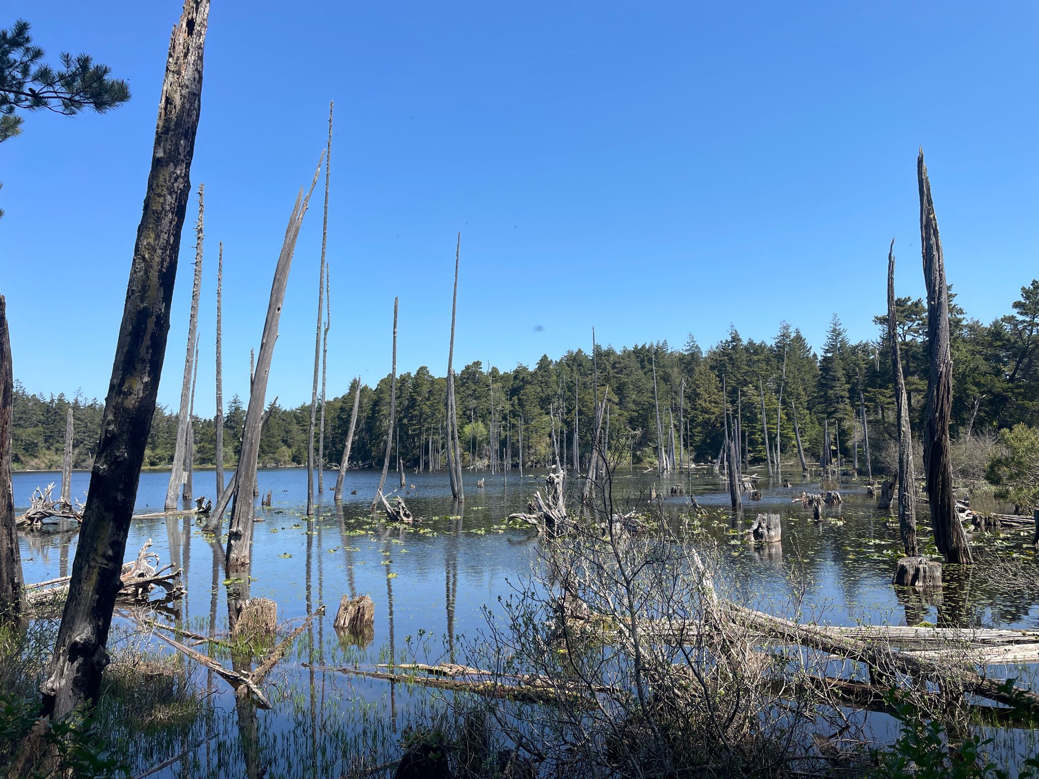 Sunny lake with numerous dead trees standing in the water, surrounded by forest. - John Topits Park loop