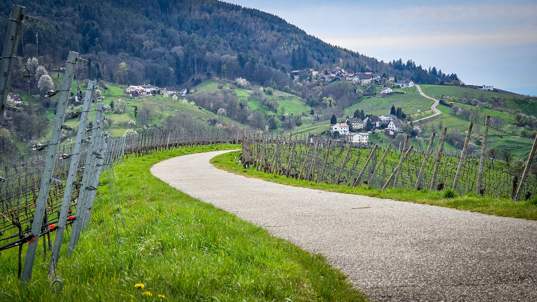Beim Winzerpavillon Bühlertal - Die Sicht täuscht; Hier geht der Grenisbergweg in die Klotzbergstraße auf der anderen Talseite über