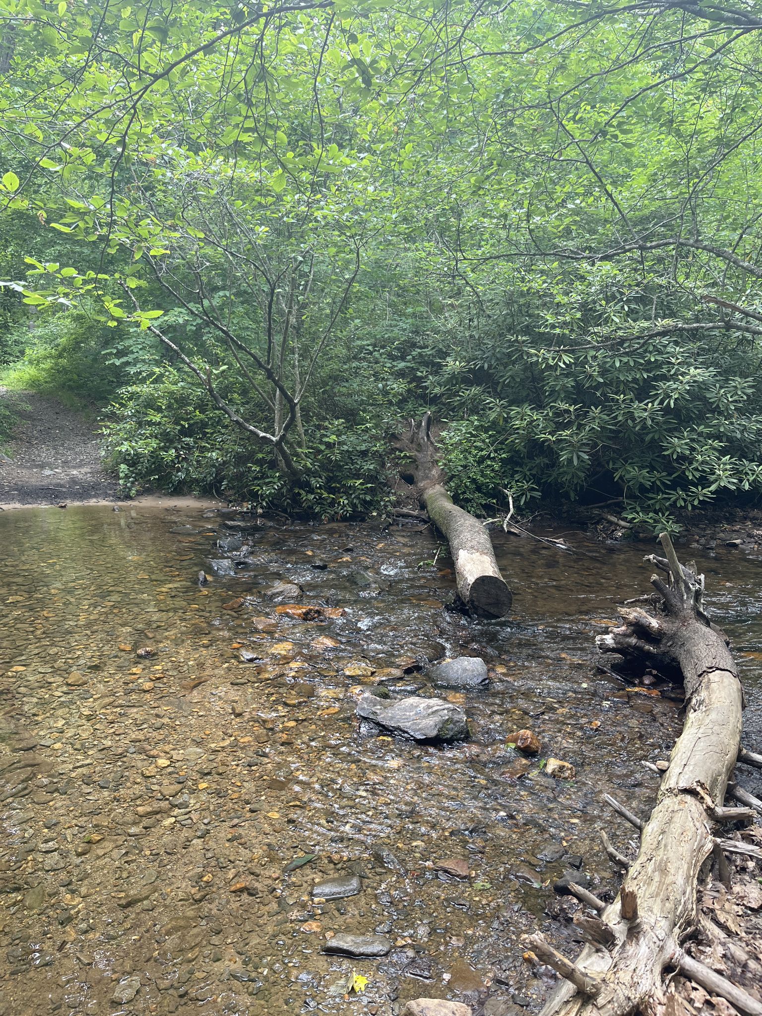A shallow stream with fallen logs, surrounded by lush green forest foliage. - Bent Creek Experimental Forest – Lake Powhatan loop from Bent Creek