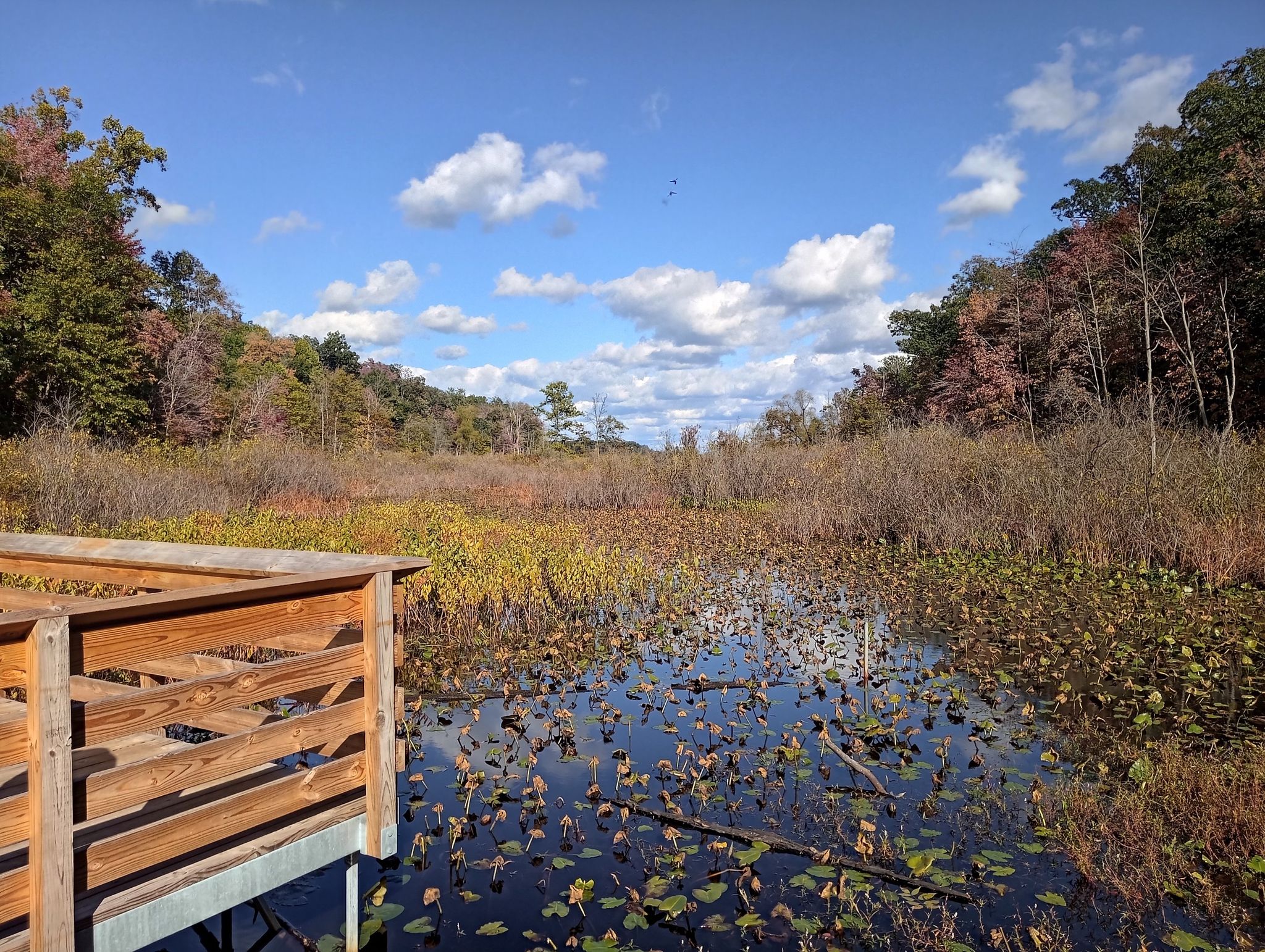 Sunny marshland pond with lily pads and a wooden viewing platform. - Boardwalk - Great Marsh loop from Indiana Dunes State Park
