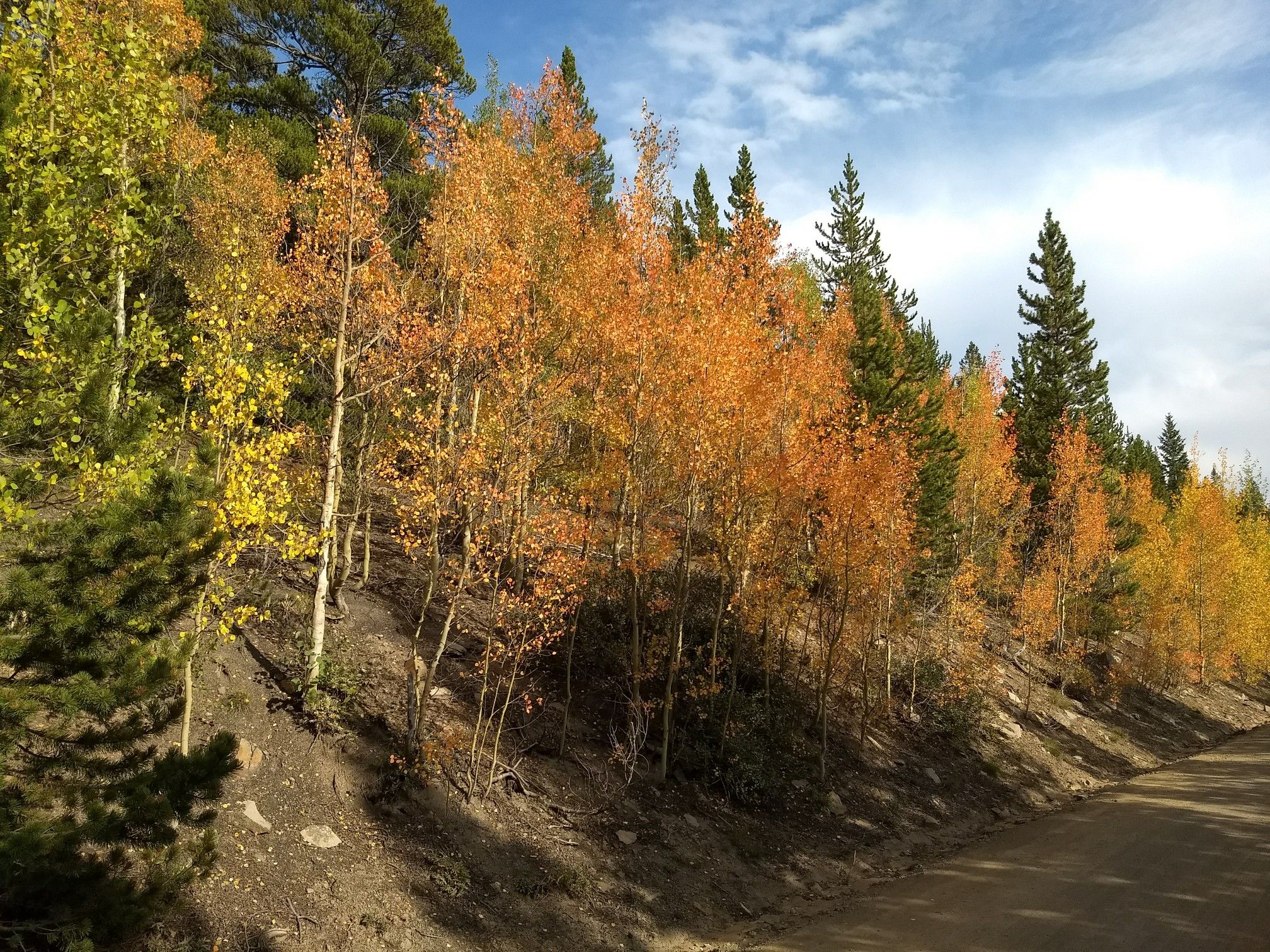 Vibrant orange and yellow aspen trees line a dirt road on a sunny day. - Boreas Pass
