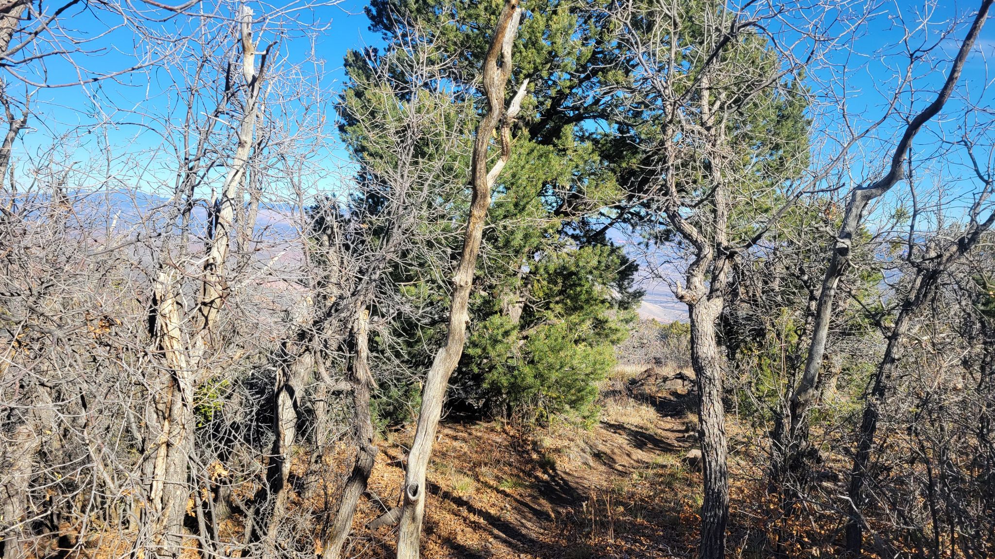 A sunlit dirt path through sparse trees with distant mountains visible. - North Mingus and View Point Trail Loop