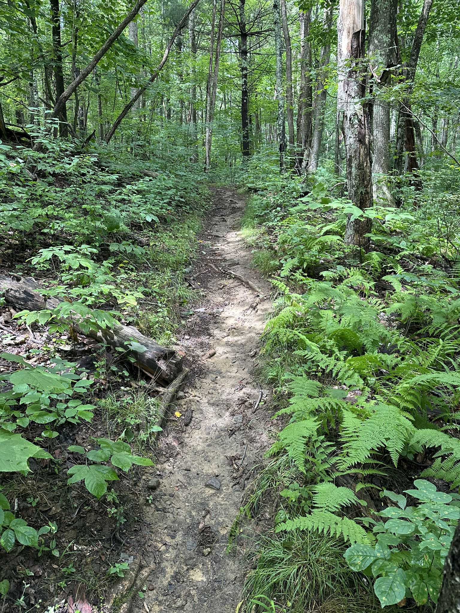 A narrow dirt trail winds through a lush green forest under soft light. - Hiking loop from Bottom Creek Gorge Preserve