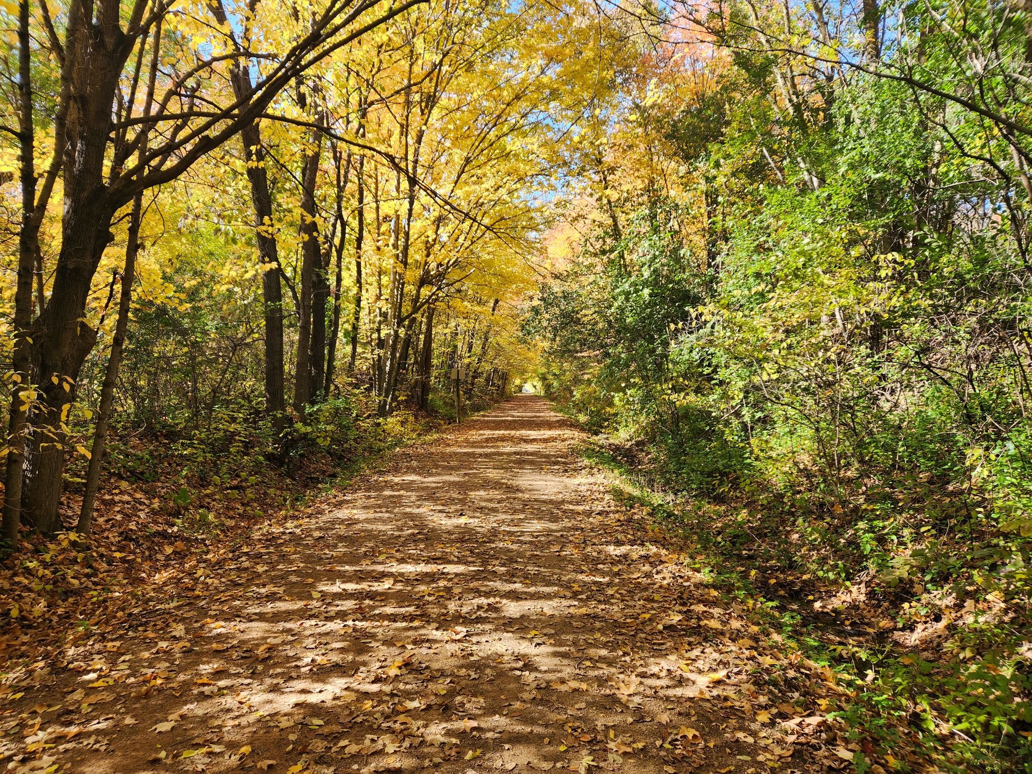 A dirt path covered in autumn leaves, surrounded by bright yellow trees. - Bederwood Park – Ox Yoke Inn loop from 12 Av N