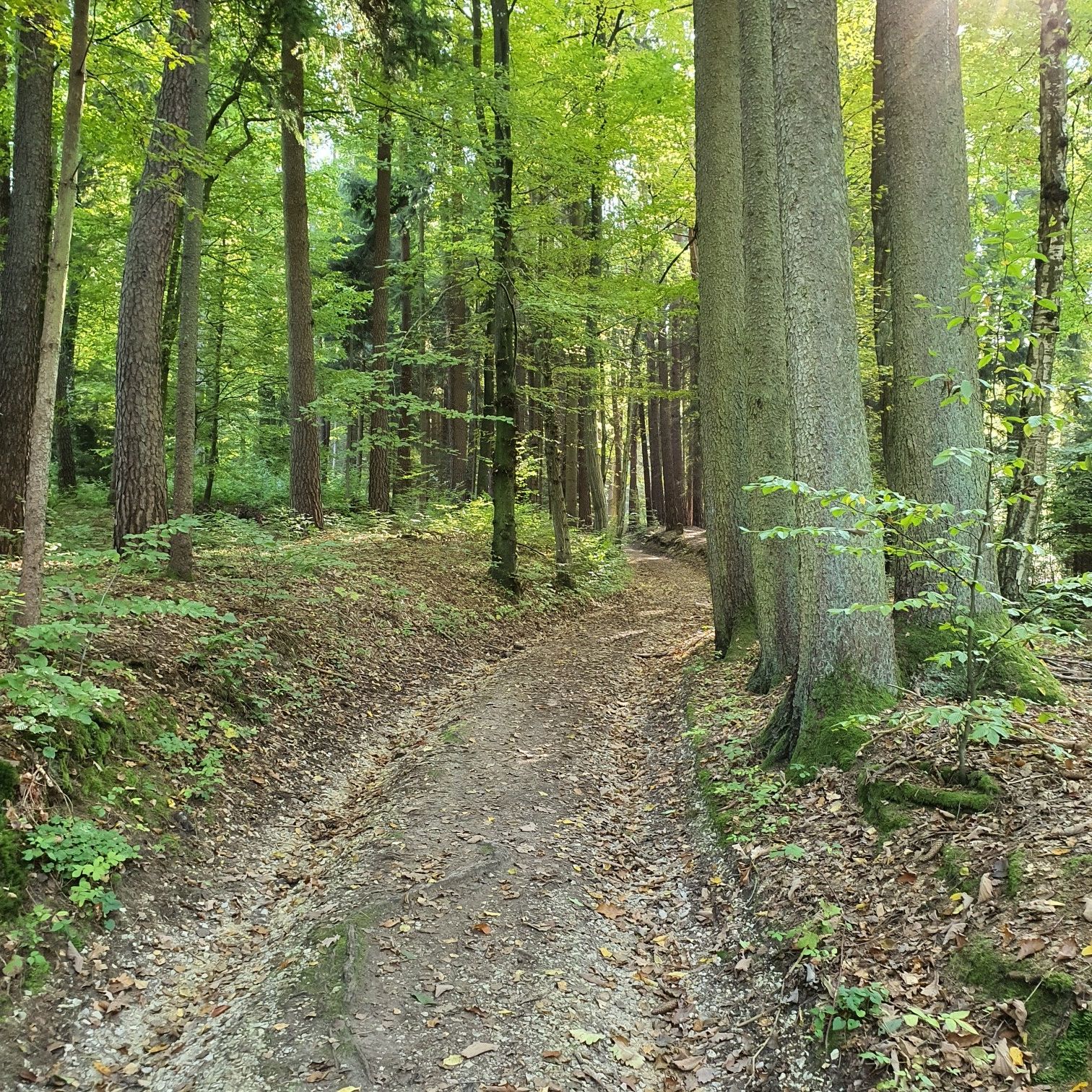 Weg zur Hohen Rinne