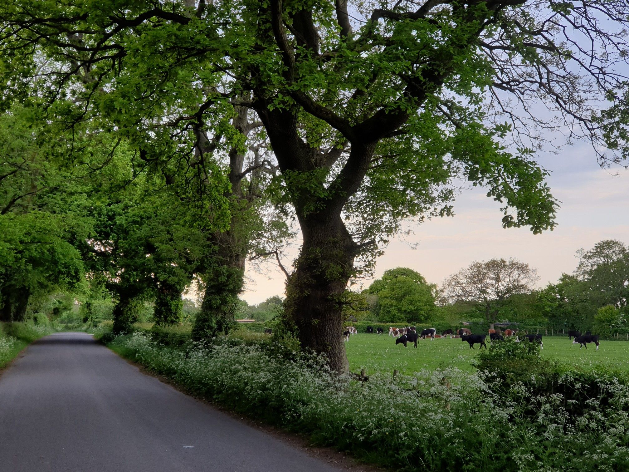 cows in high leigh