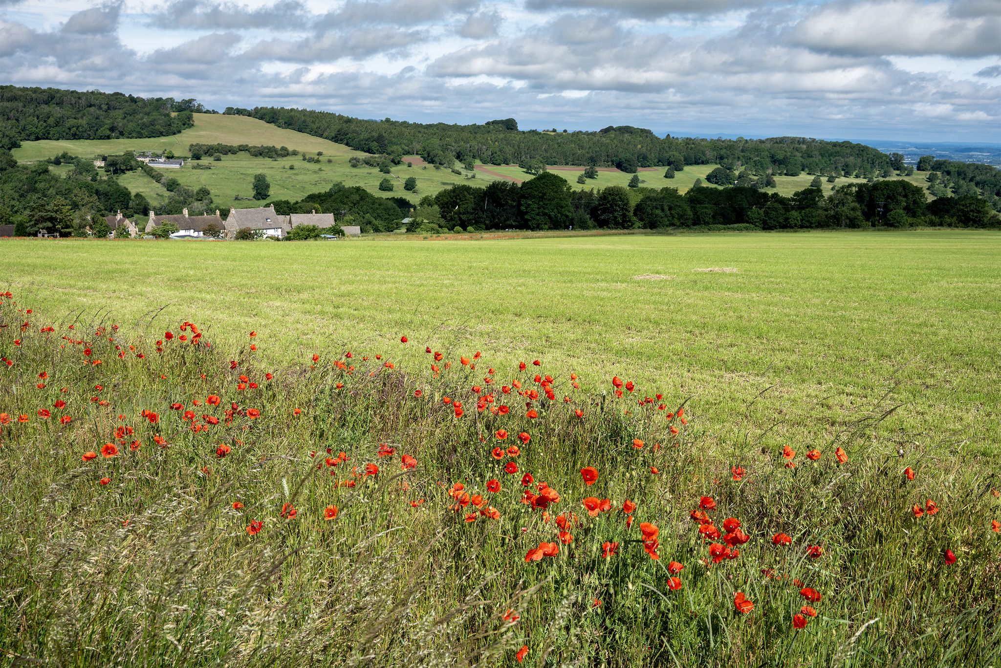 Snowshill poppies