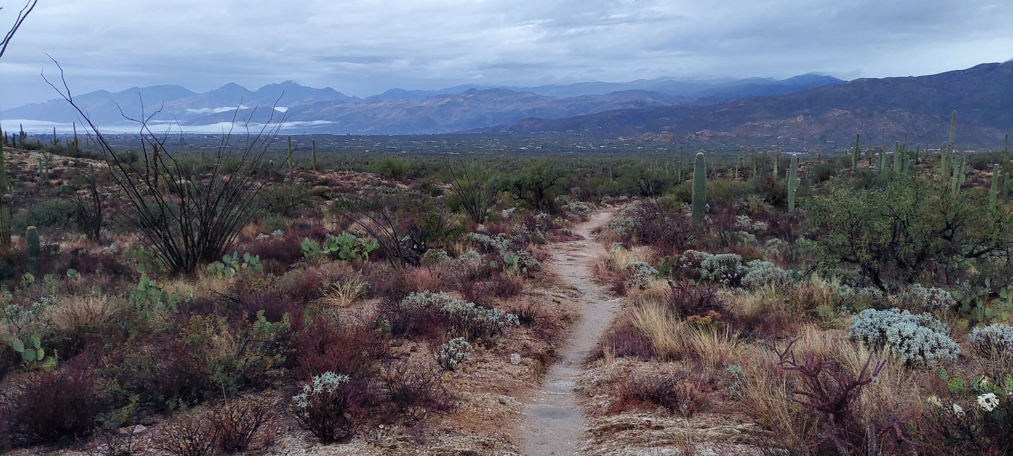A desert trail winds through sparse vegetation under a cloudy sky. - Douglas Spring Trail loop from Scotts Knob