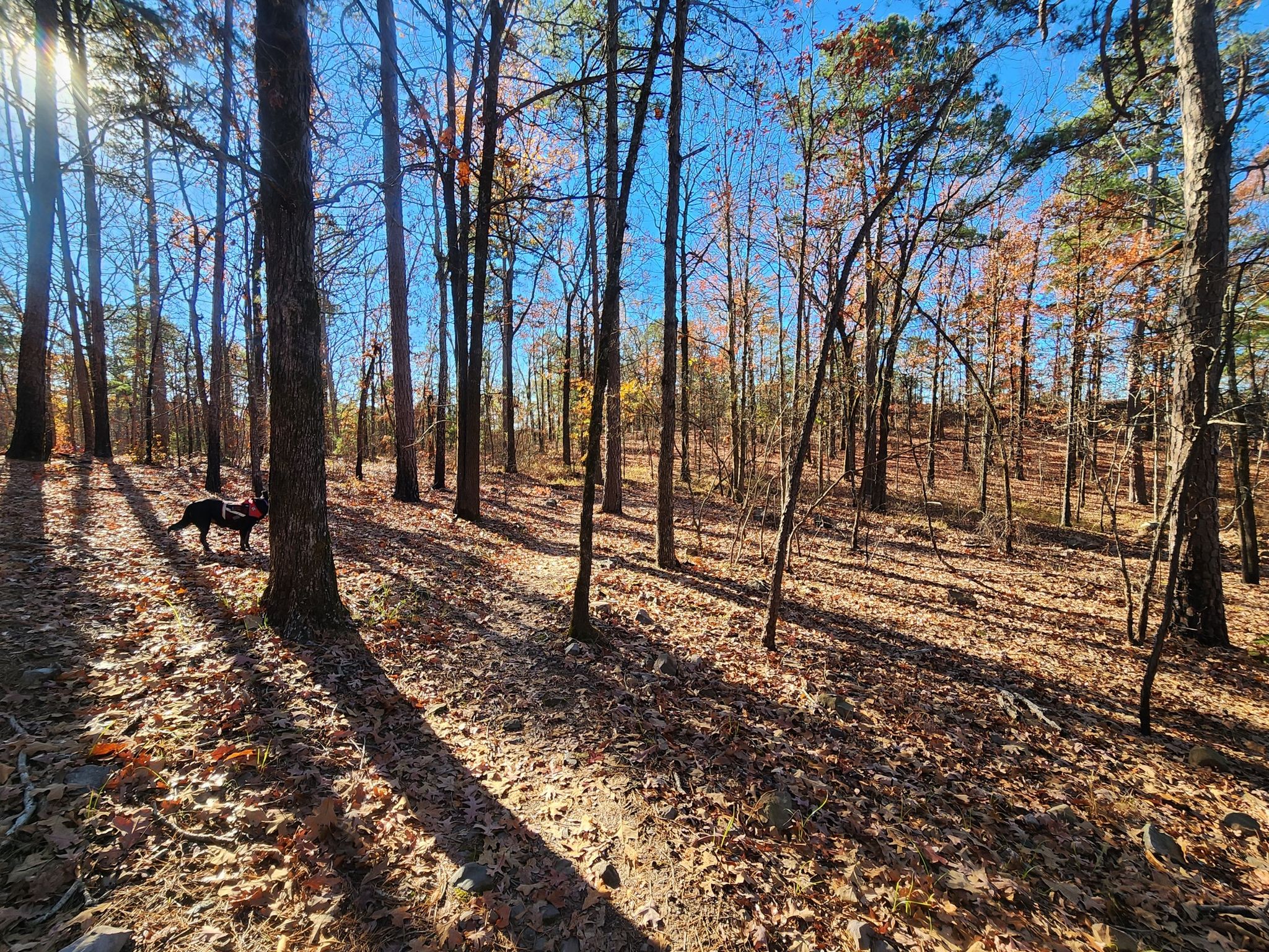 A dog walks through a sun-dappled forest with bare trees and fallen leaves. - Mountainbike loop from Rattlesnake Ridge Natural Area