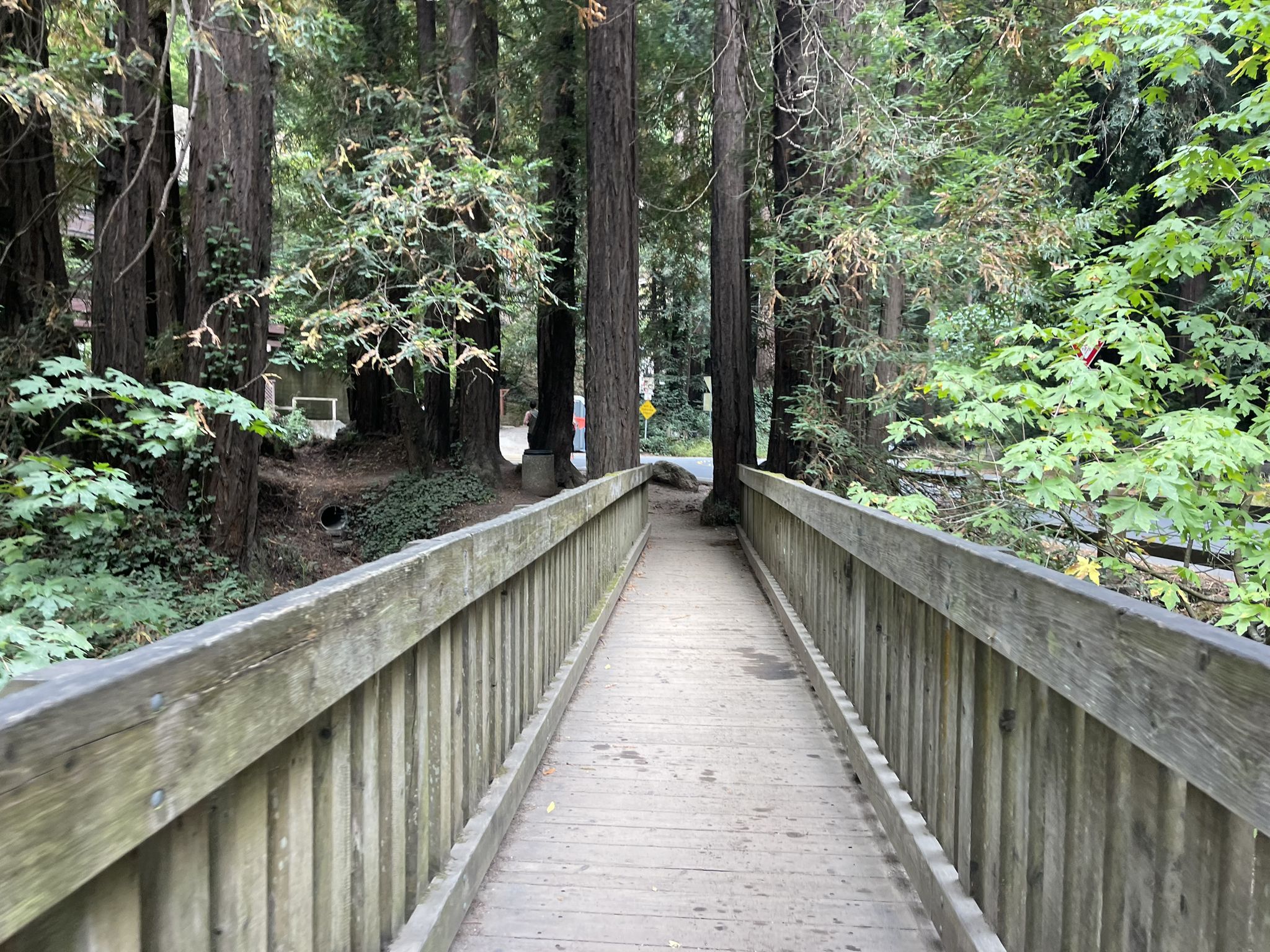 Wooden footbridge extending into a dense forest with tall trees. - Old Mill Park loop from Mill Valley