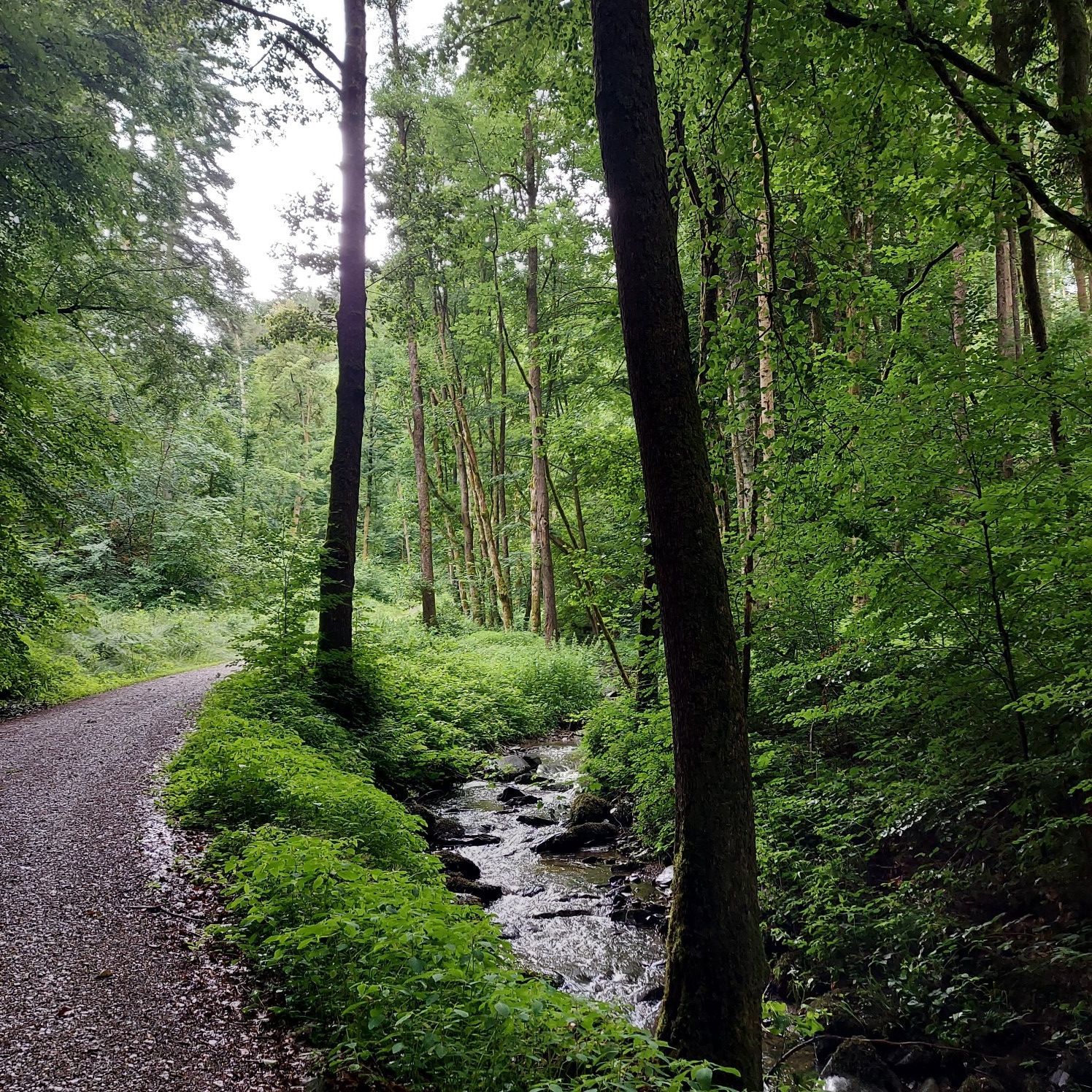 Bachlauf
