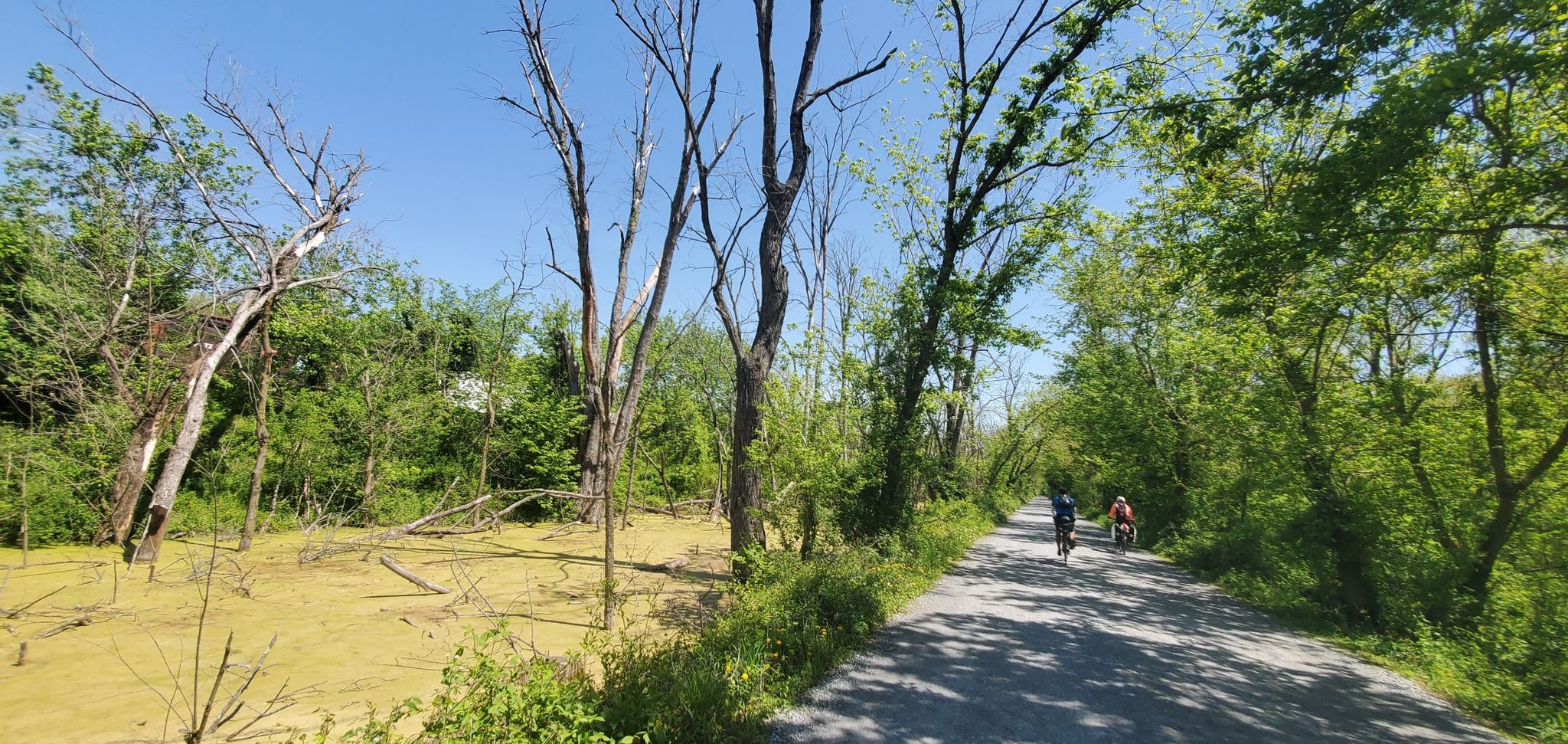 Two people cycle on a paved path next to a swampy area with trees. - Chesapeake and Ohio Canal Towpath