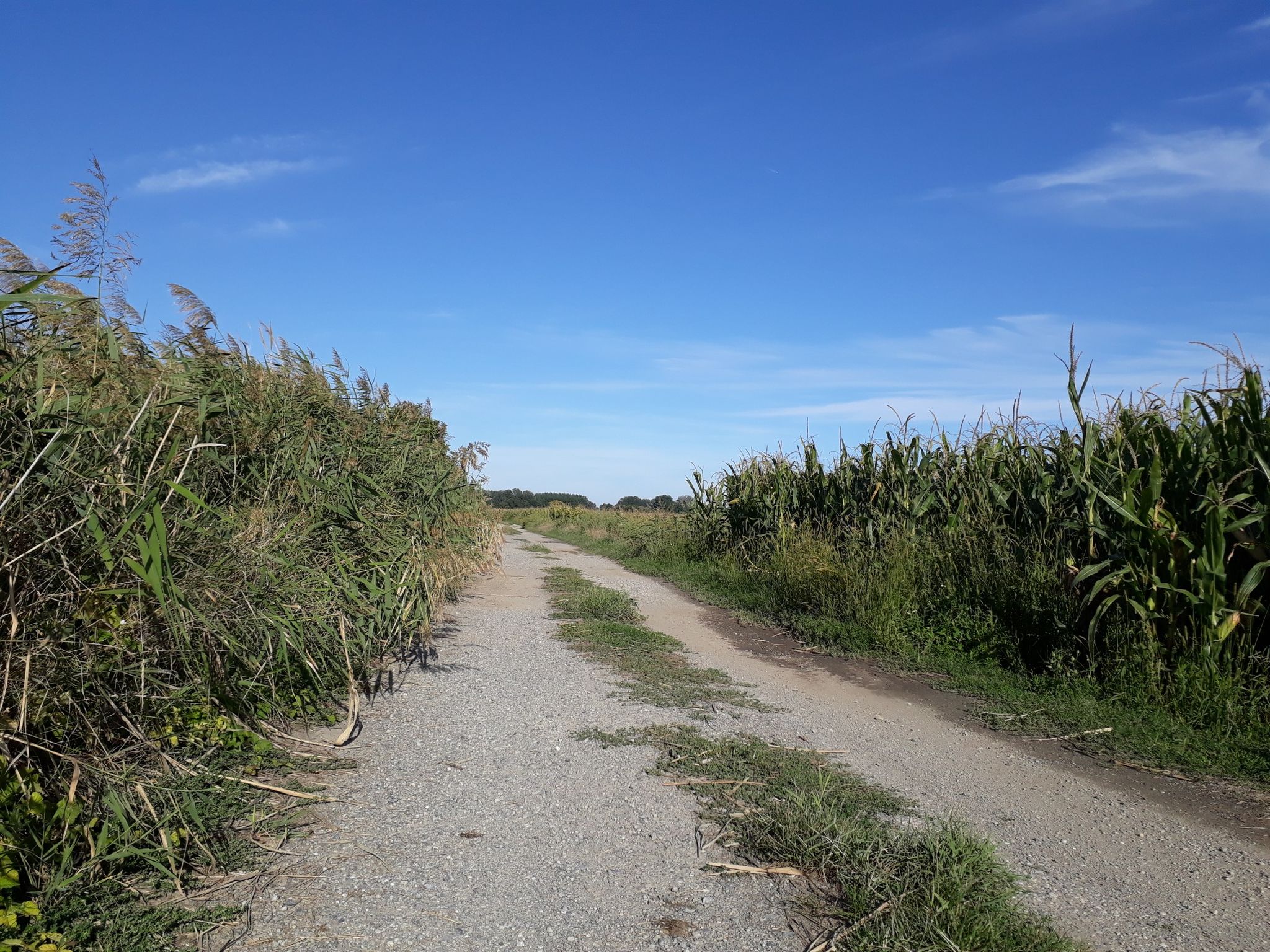 Weg  nach Seibersdorf