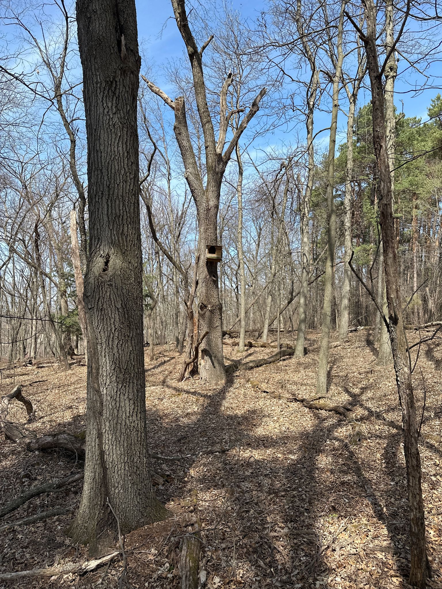 Sunny forest with bare trees, fallen leaves, and a birdhouse on a trunk. - UW Arboretum Big Spring Hike