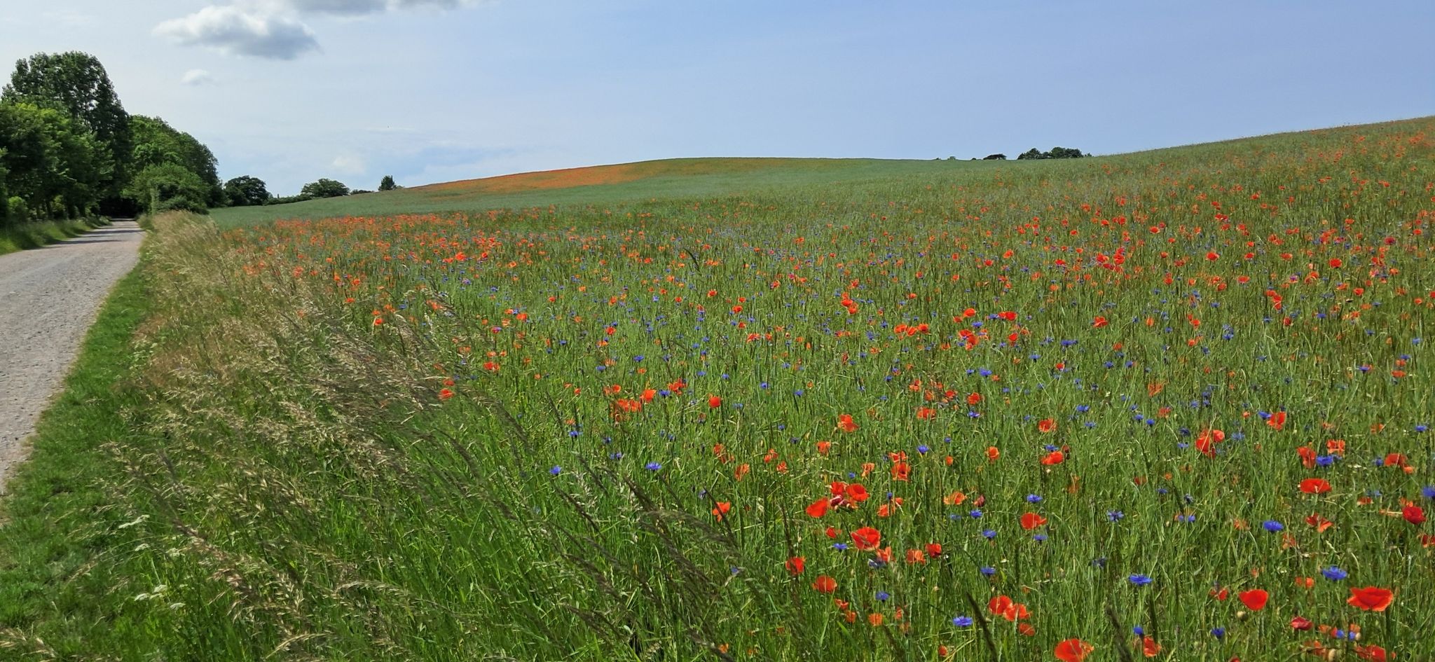 Mohn und Kornblumenfelder