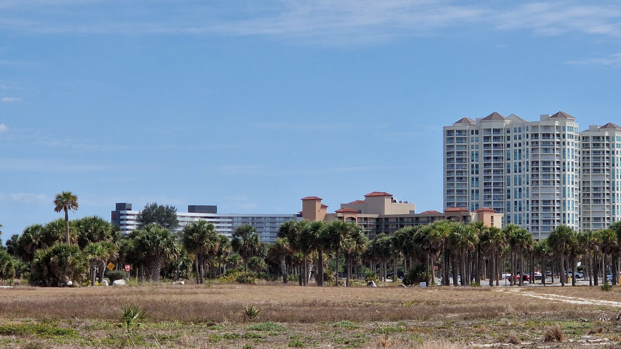 Tall buildings and palm trees behind a dry, grassy field under clear skies. - Sand Key Bridge – Beachwalk loop from Belleview Island
