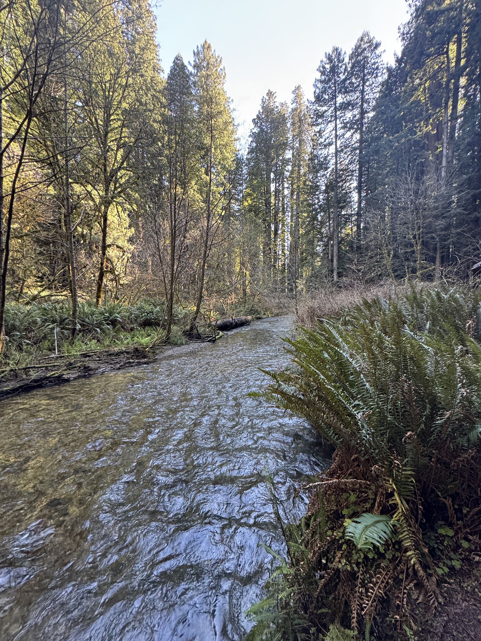 A clear river flows through a sunlit forest with tall trees and ferns. - Big Tree loop from Rotary Memorial Grove