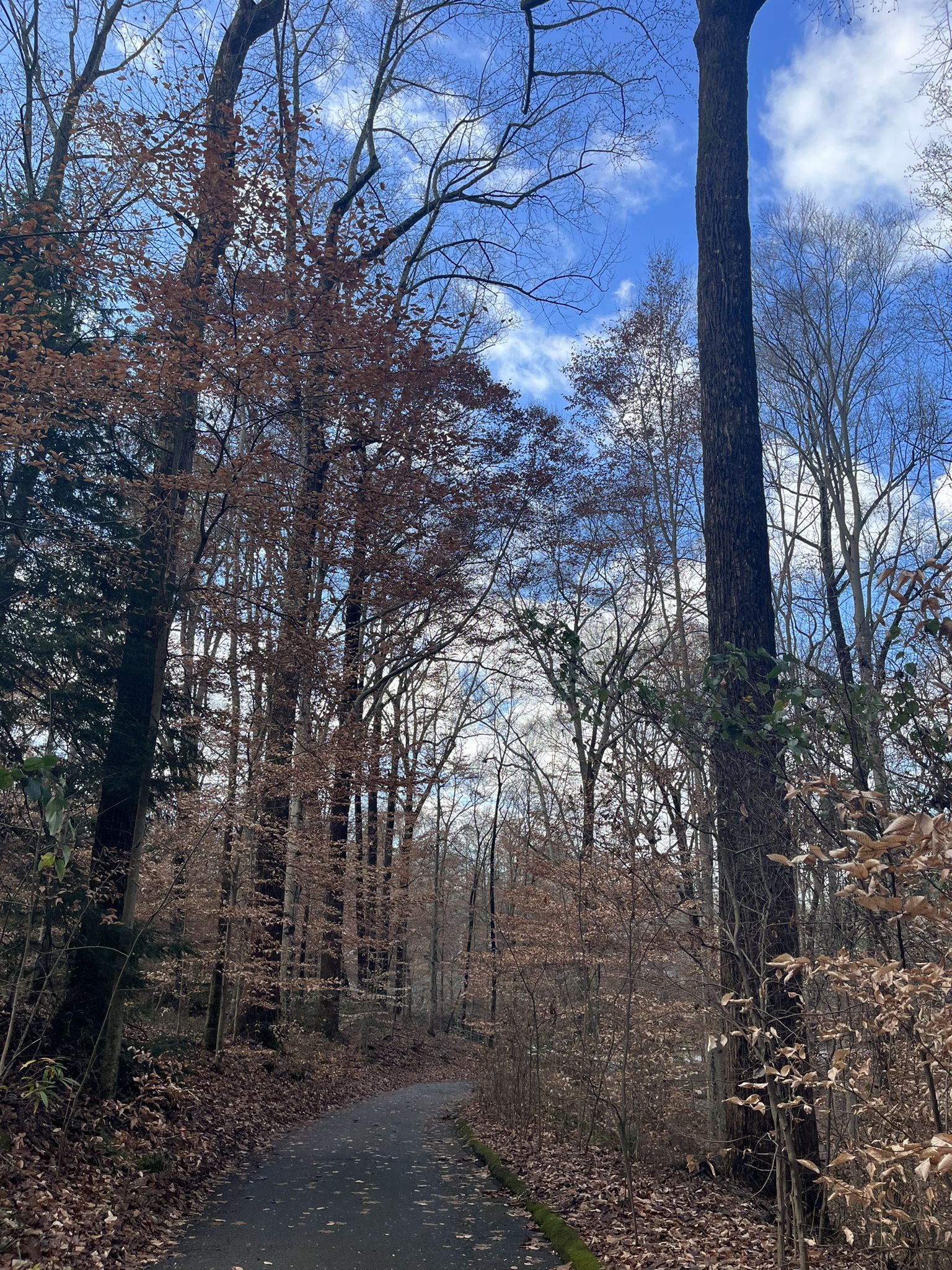 Paved path winding through a forest with tall trees and fallen brown leaves. - Fernbank Forest Perimeter Path