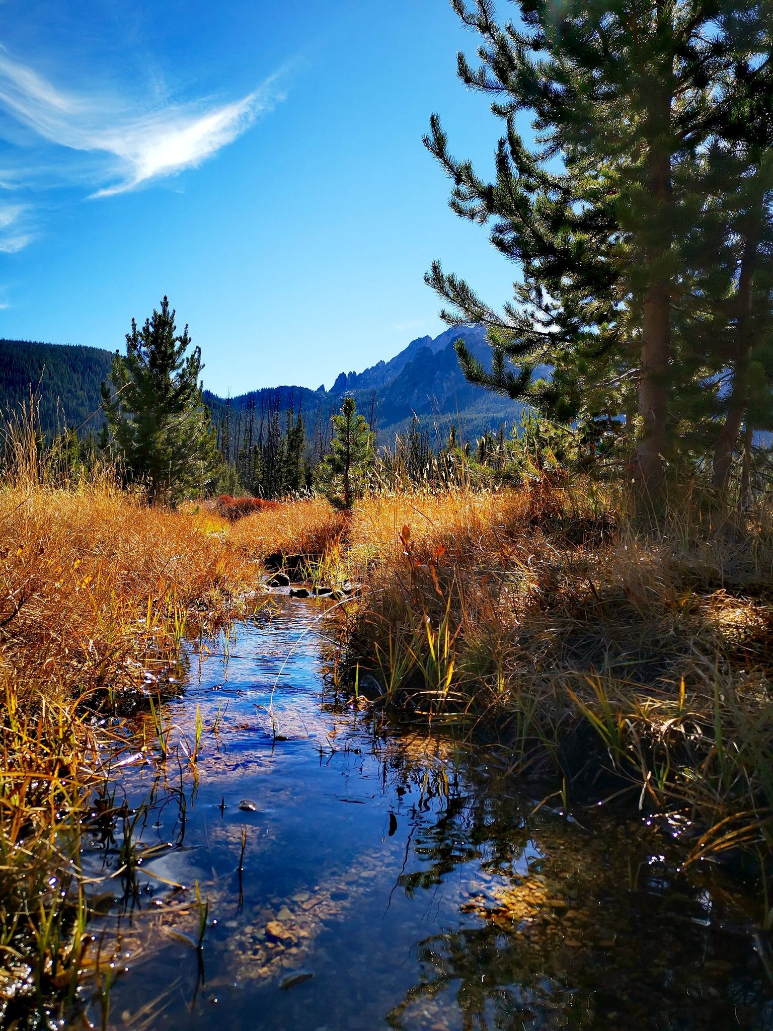 A clear stream flows through golden grass, with pines and mountains under bright sky. - Lady Face Falls