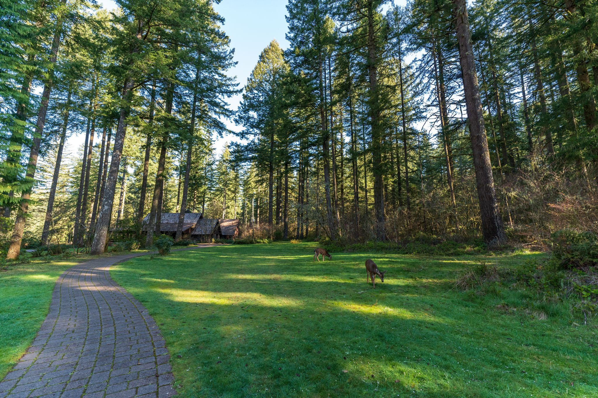 Two deer grazing on a sunny green lawn surrounded by tall pine trees. - Perimeter, Rackett Ridge, and Rim Trail Loop