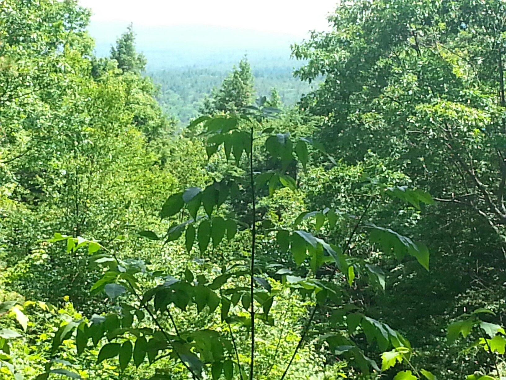 Monroe Hill Tower Fox Forest