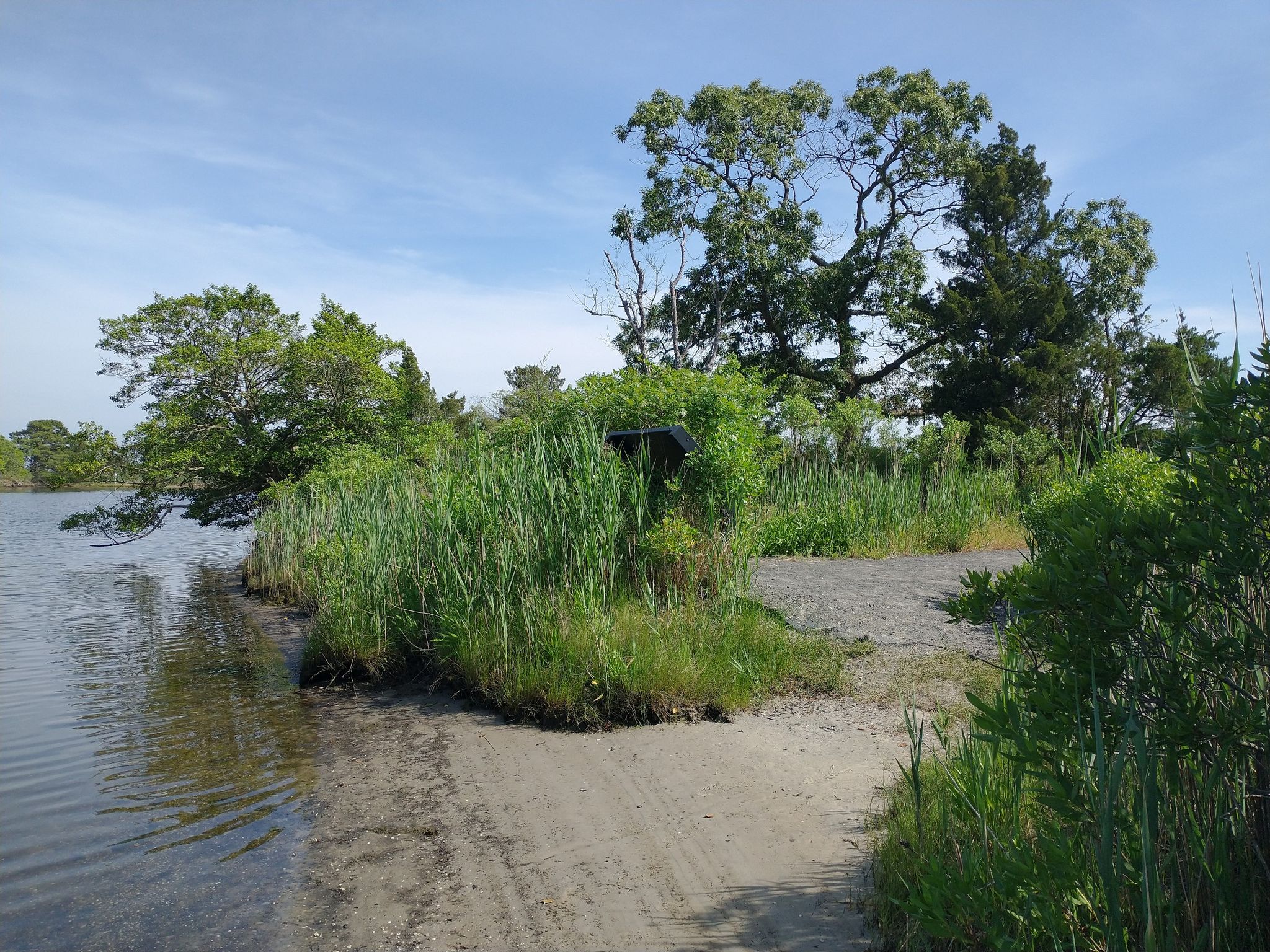 Grassy shoreline with tall reeds and trees next to calm water. - deCamp Wildlife Trail