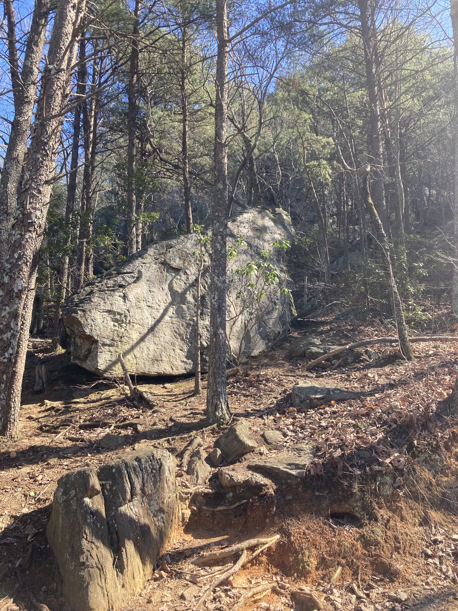 Large boulder on a sunlit forest floor surrounded by tall trees and rocks. - Backside Trail