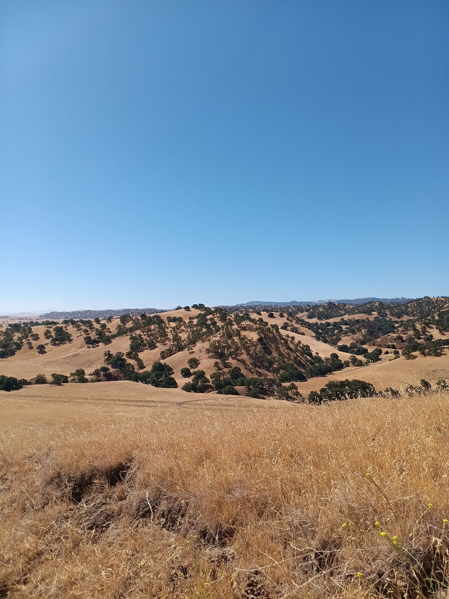 Rolling golden hills with scattered trees under a clear blue sky. - Old Homestead Loop Trail