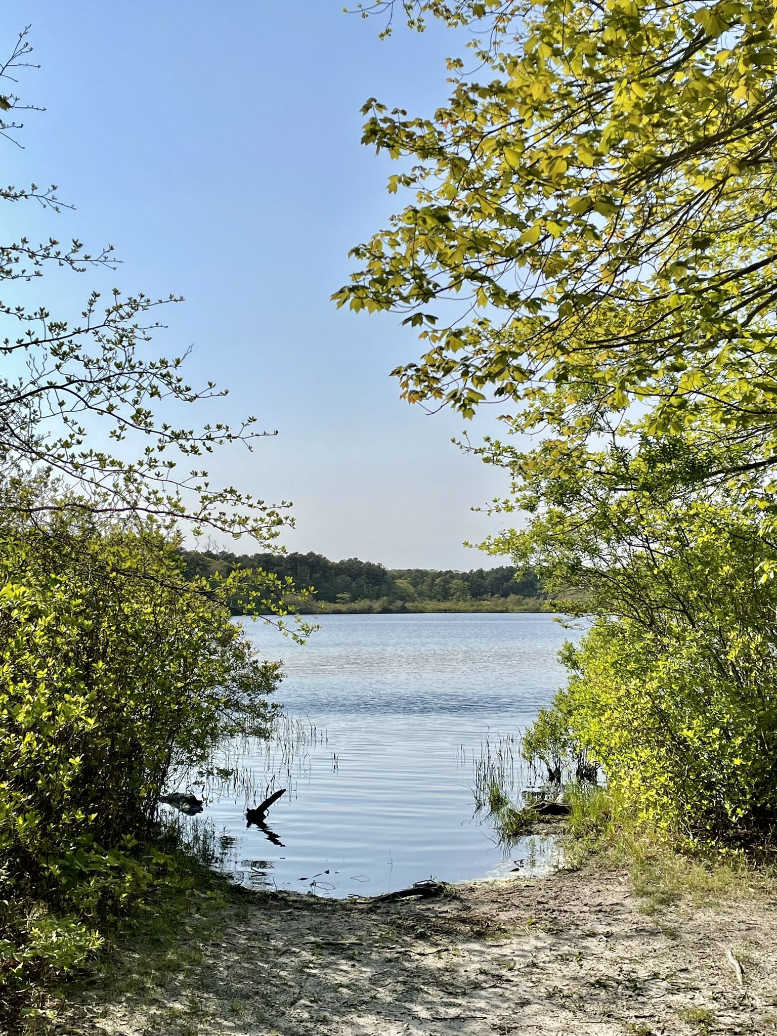 Sunny view of a calm lake from a sandy shore, framed by green trees. - Clapp's Pond Loop