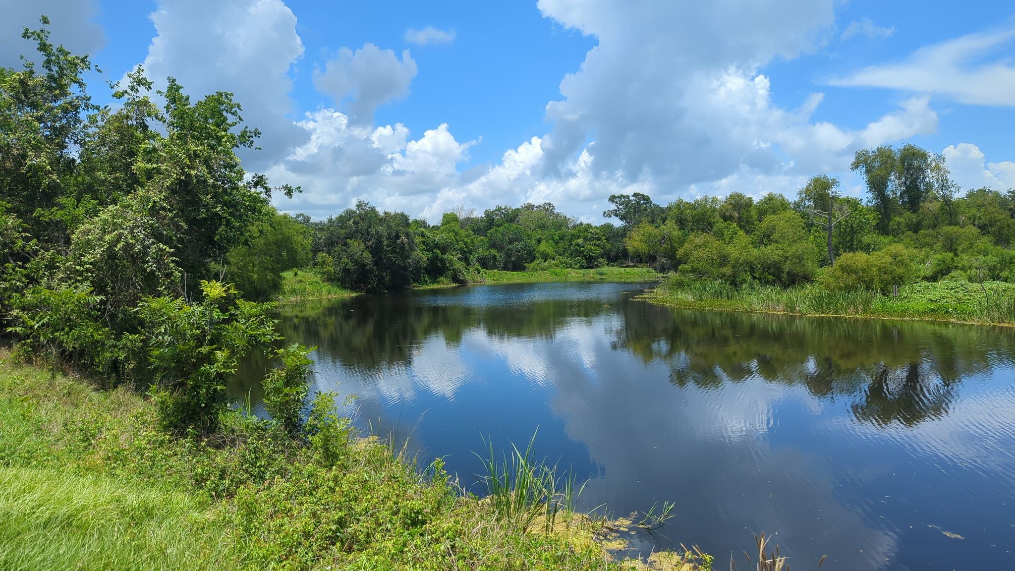 A calm lake reflects a bright blue sky with white clouds, surrounded by lush green trees. - 40 Acre Lake – Elm Lake loop from Brazos Bend State Park