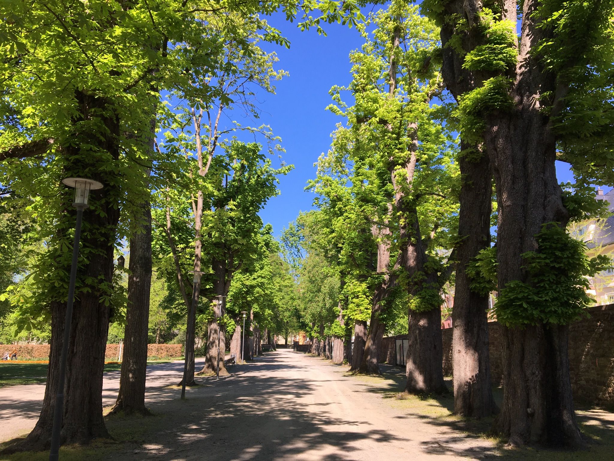Älteste Kastanienallee Deutschlands