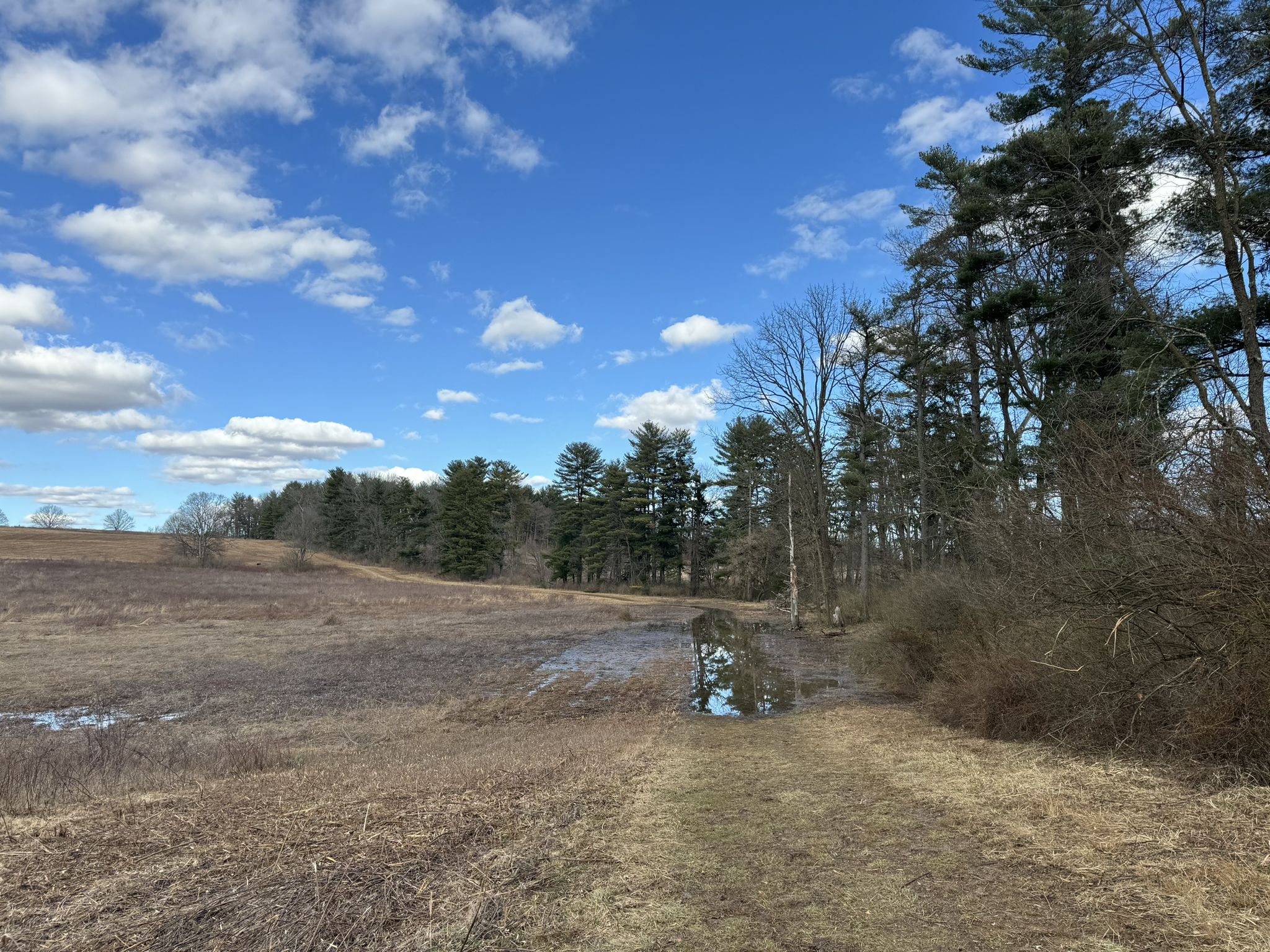 Dirt path next to a puddle, leading to a forest under a blue sky. - Chapel and Joseph Plumb Martin Trail Loop