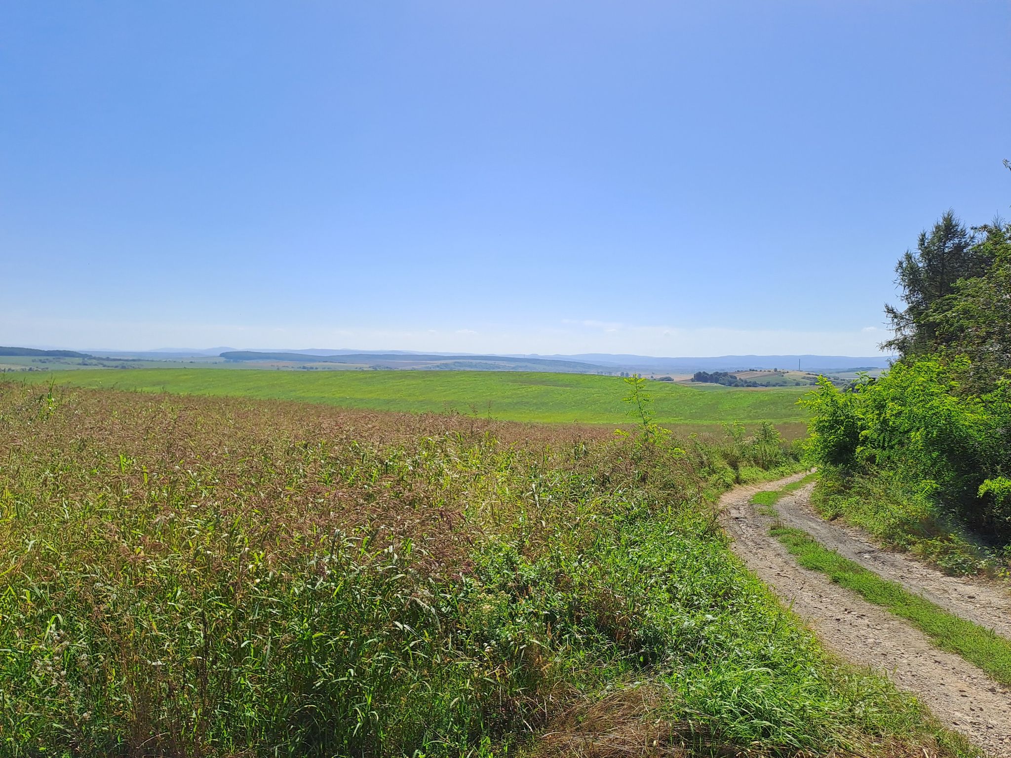 widoczek