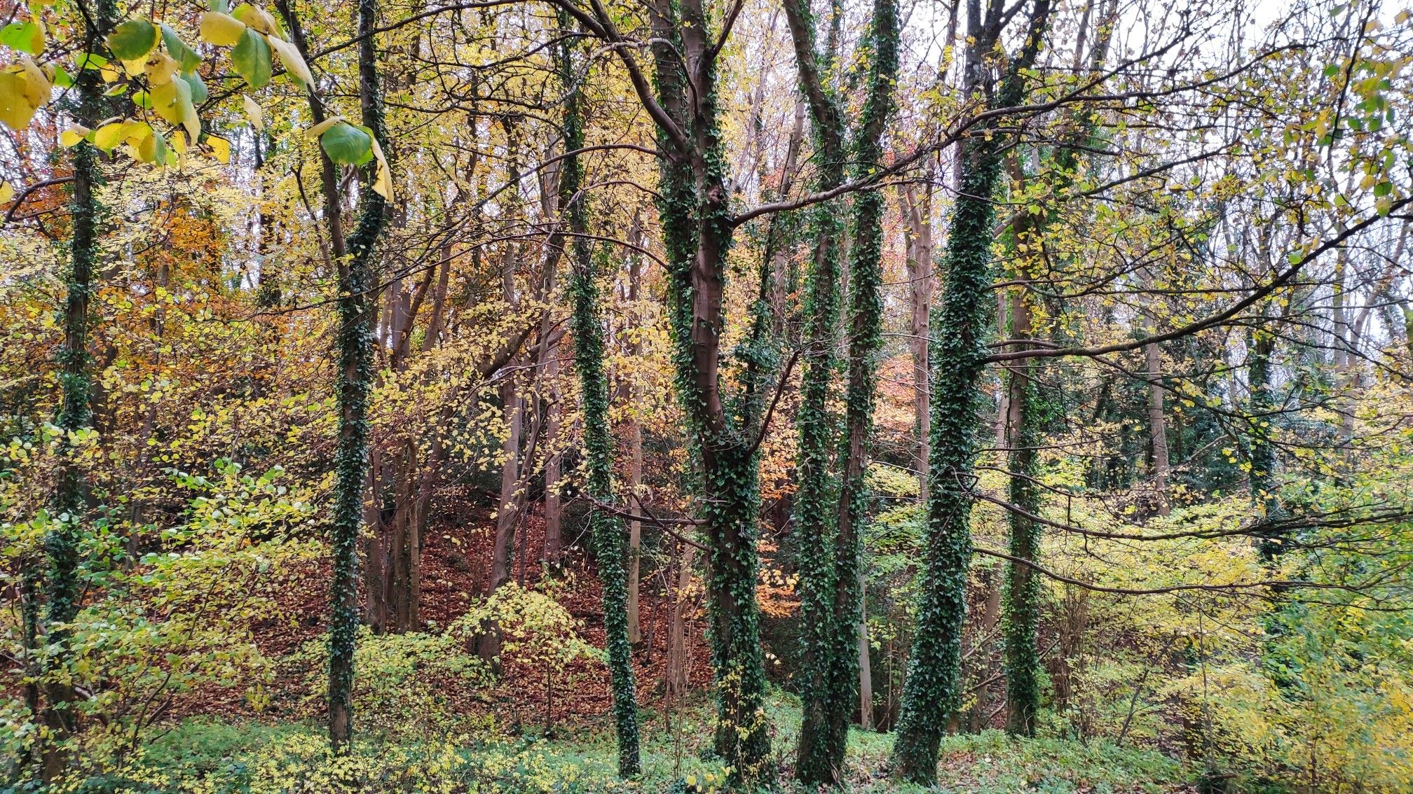 Autumn trees