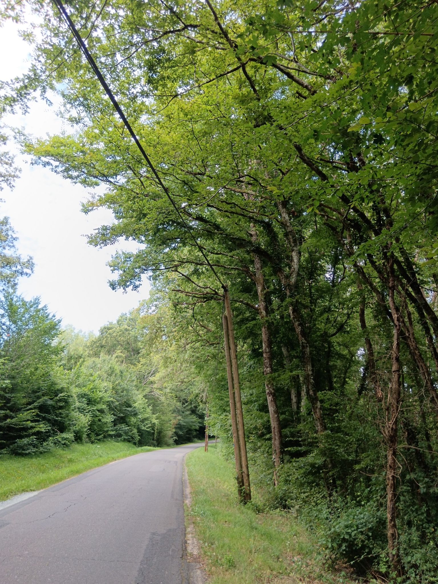 Route en sous-bois