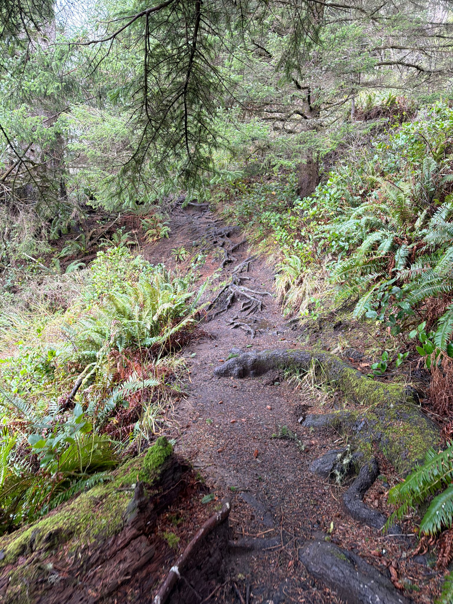 A winding, root-covered dirt trail through a dense, green, mossy forest. - Crescent Beach Trail