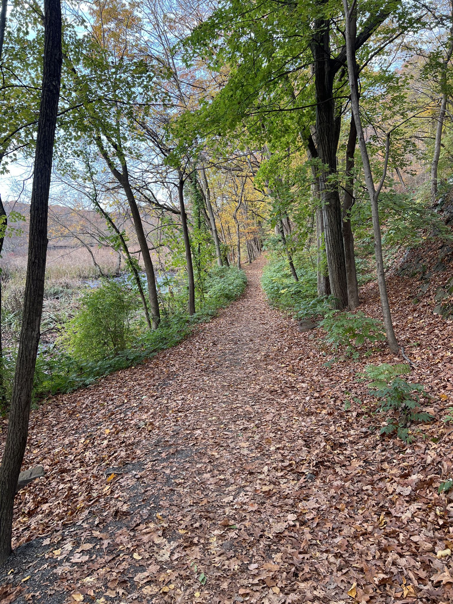 Leaf-covered dirt path through a dense autumn forest next to a marsh. - Sleeping Giant State Park loop via Farmington Canal Heritage Trail