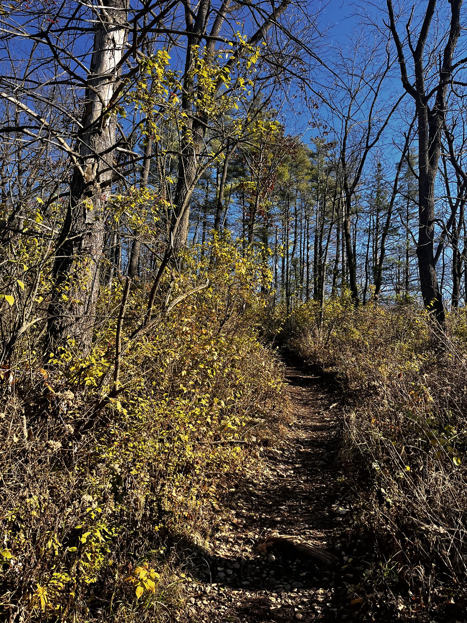 Narrow dirt path through a forest with yellow autumn foliage under a blue sky. - Oak View Trail