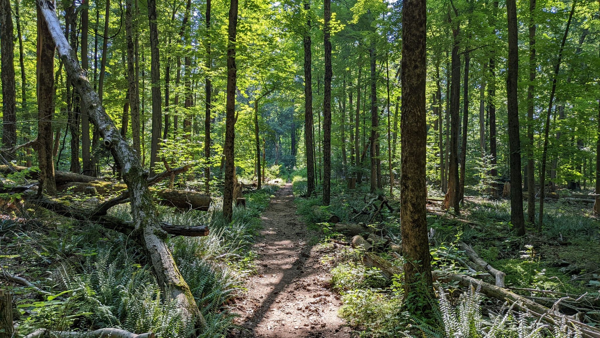 A sunlit dirt path winds through a dense forest with tall trees and ferns. - Gorge Cascade Falls loop via Red Trail