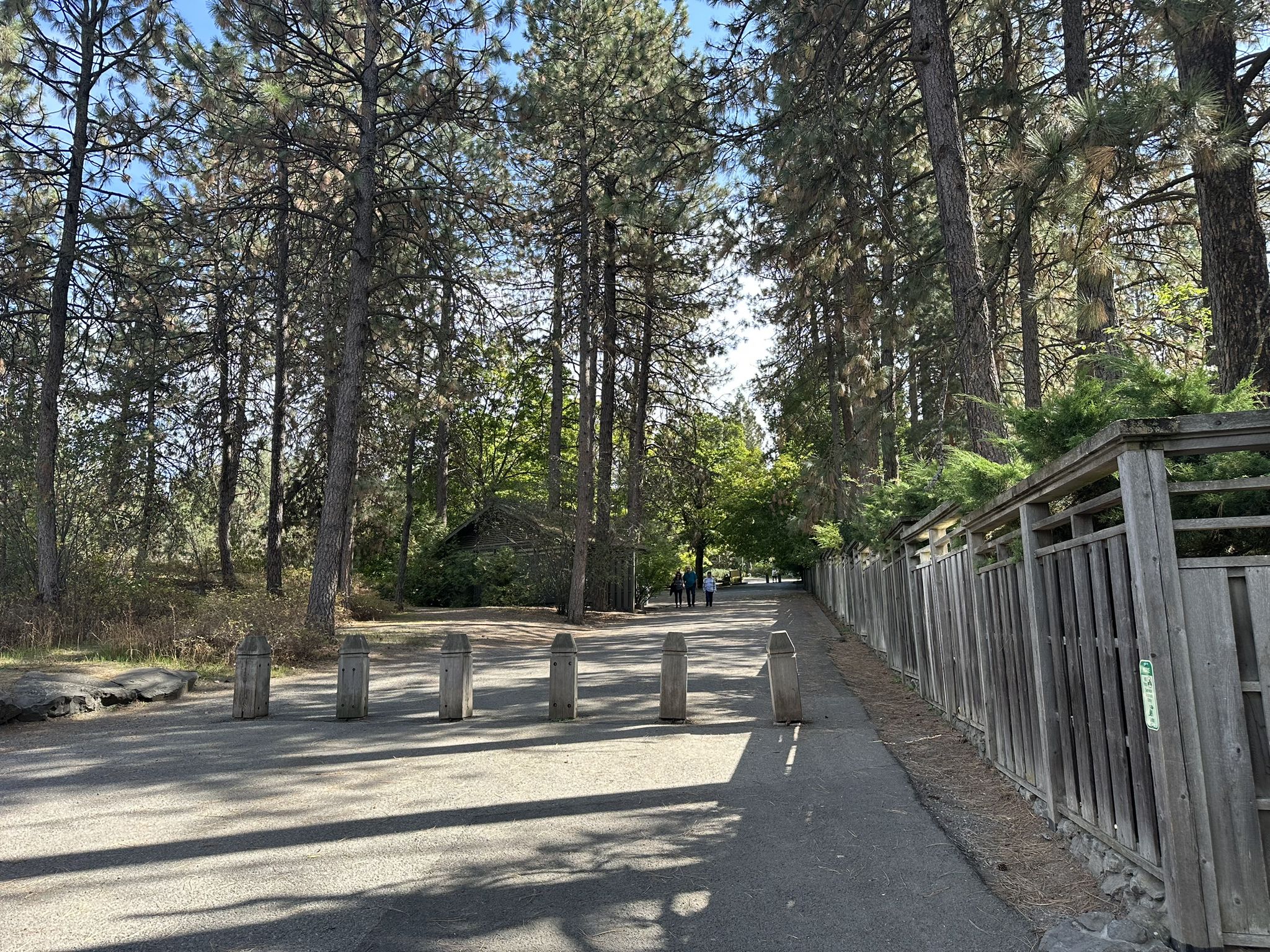 Paved path with bollards, tall pine trees, and distant walkers on a sunny day. - Manito and Cannon Hill Park Loop