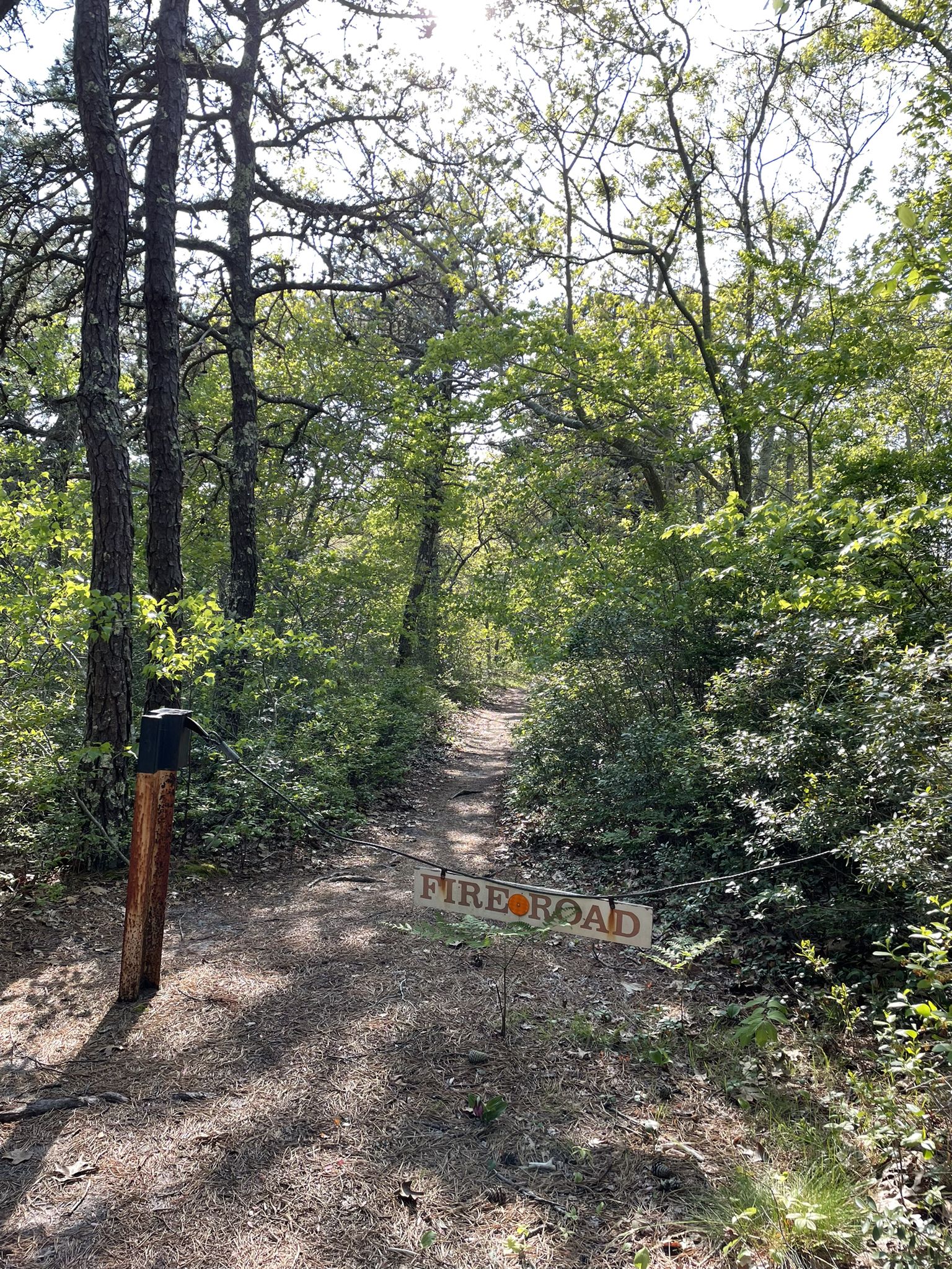A dirt path leading into a sunny forest, with a "FIRE ROAD" sign. - Clapp's Pond Loop