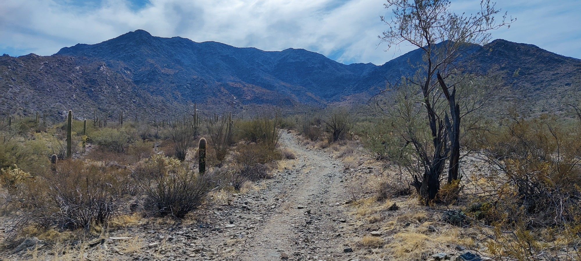 Desert trail winding towards distant mountains under a partly cloudy sky. - Harquahala Mountain Trail