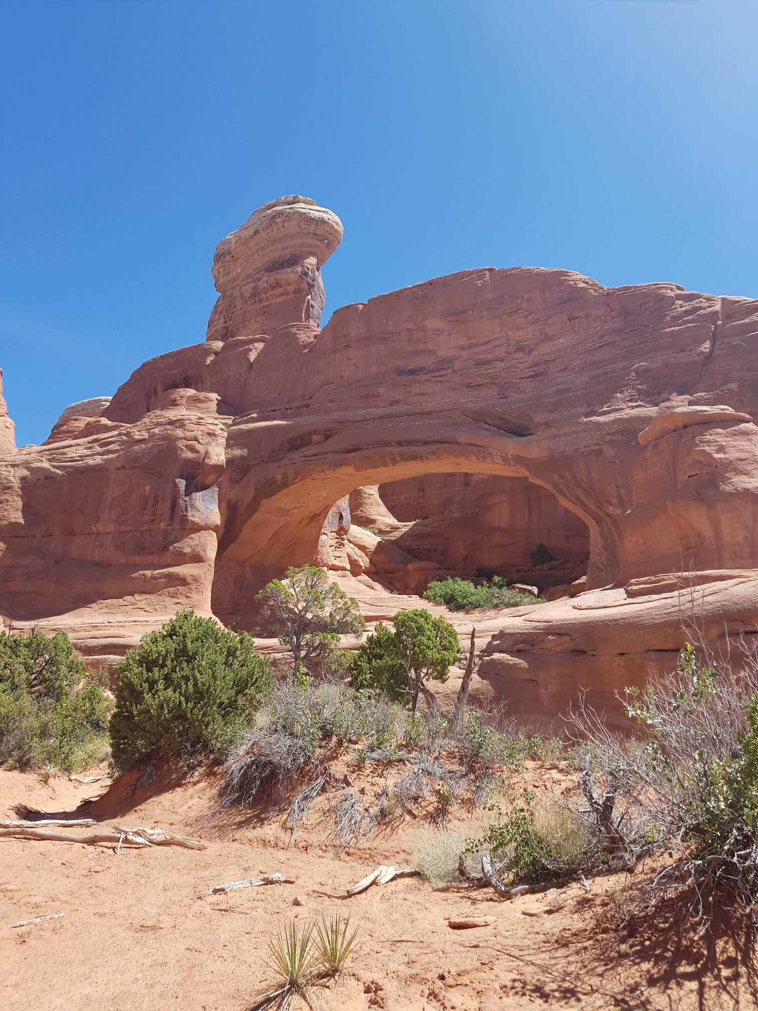 Sunny desert landscape featuring a massive natural rock arch and arid vegetation. - Lower Tower Arch Trail