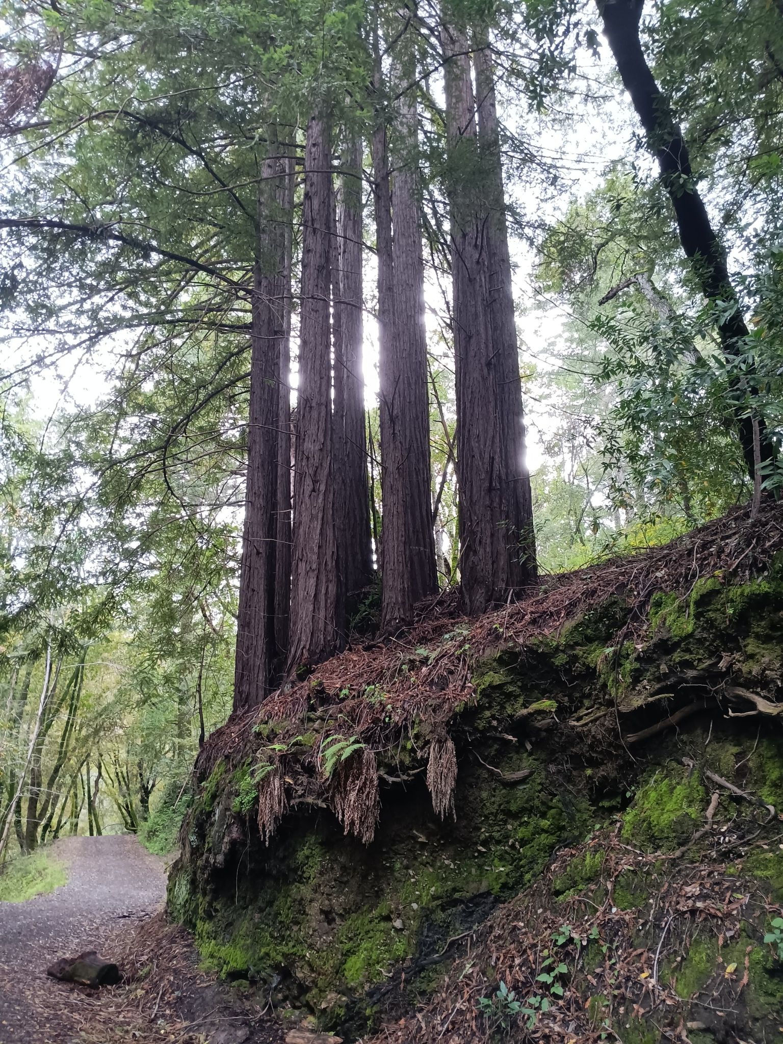 Tall trees growing on a mossy, steep bank next to a path. - Old Growth Redwood Trees loop from Lexington Reservoir County Park (closed area)